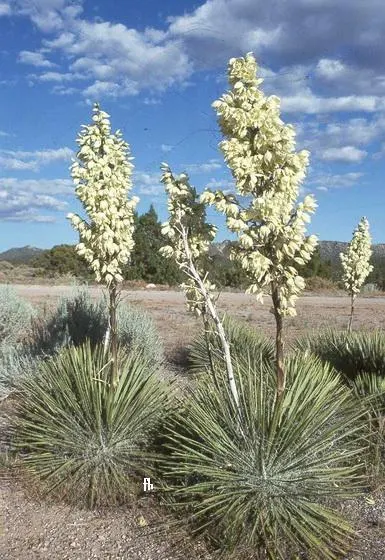 Soaptree Yucca (Yucca Elata) — this resilient species can reach heights between 6 to 20 feet with a spread of roughly 4 to 6 feet at maturity
