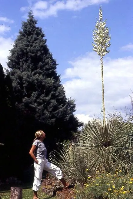 Soaptree Yucca (Yucca Elata) — the yucca demands minimal care once established