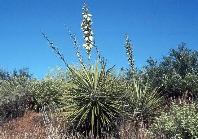 Soaptree Yucca (Yucca Elata) — making it an excellent accent in arid landscapes; white fibers.<br><br>Spring to early summer heralds the emergence of stunning