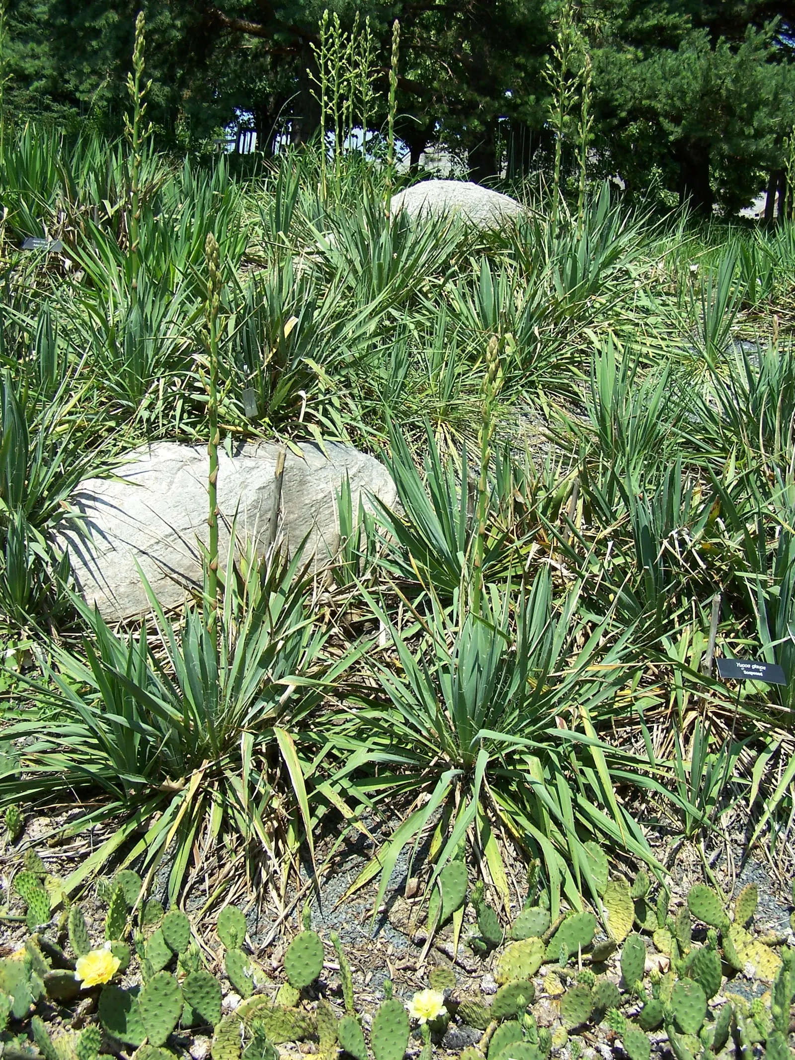 Soaptree Yucca (Yucca Elata) — The Soaptree Yucca (Yucca elata) is a resilient desert perennial, reaching up to 15 feet tall; come late spring, spectacular