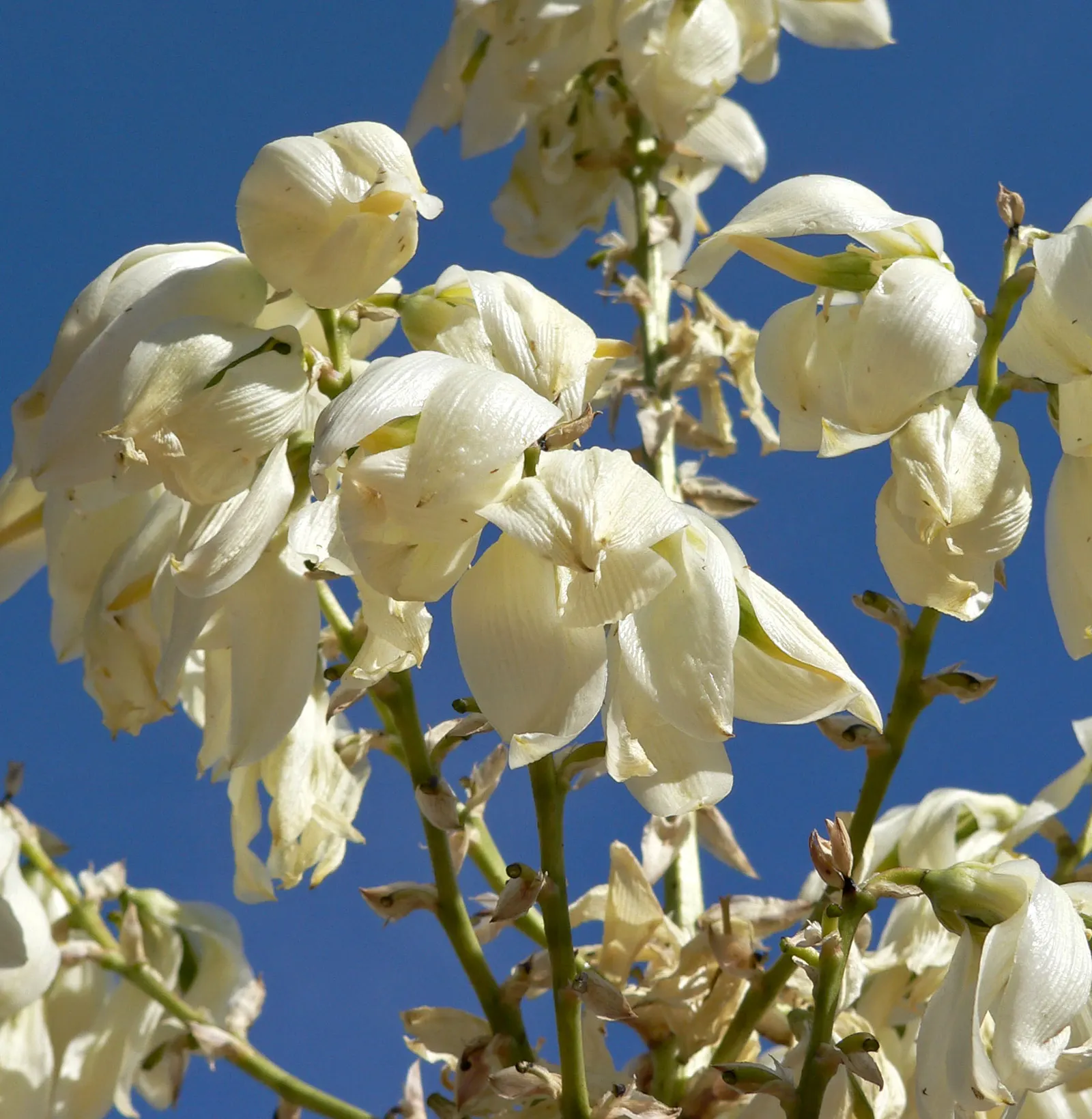 Soaptree Yucca (Yucca Elata) — The plant is characterized by slender