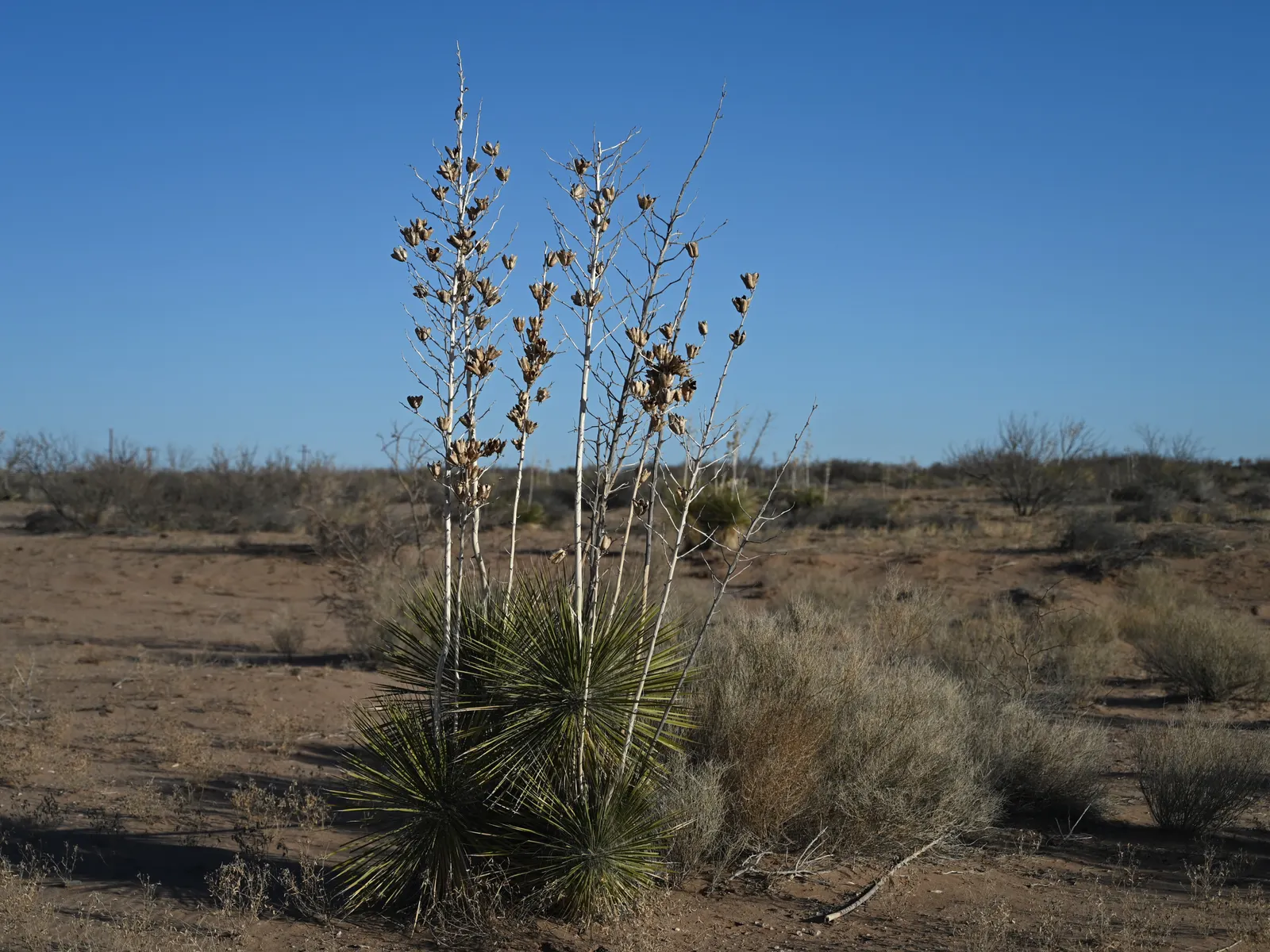 Soaptree Yucca (Yucca Elata) — requiring only occasional grooming to remove spent flower stalks and dead foliage