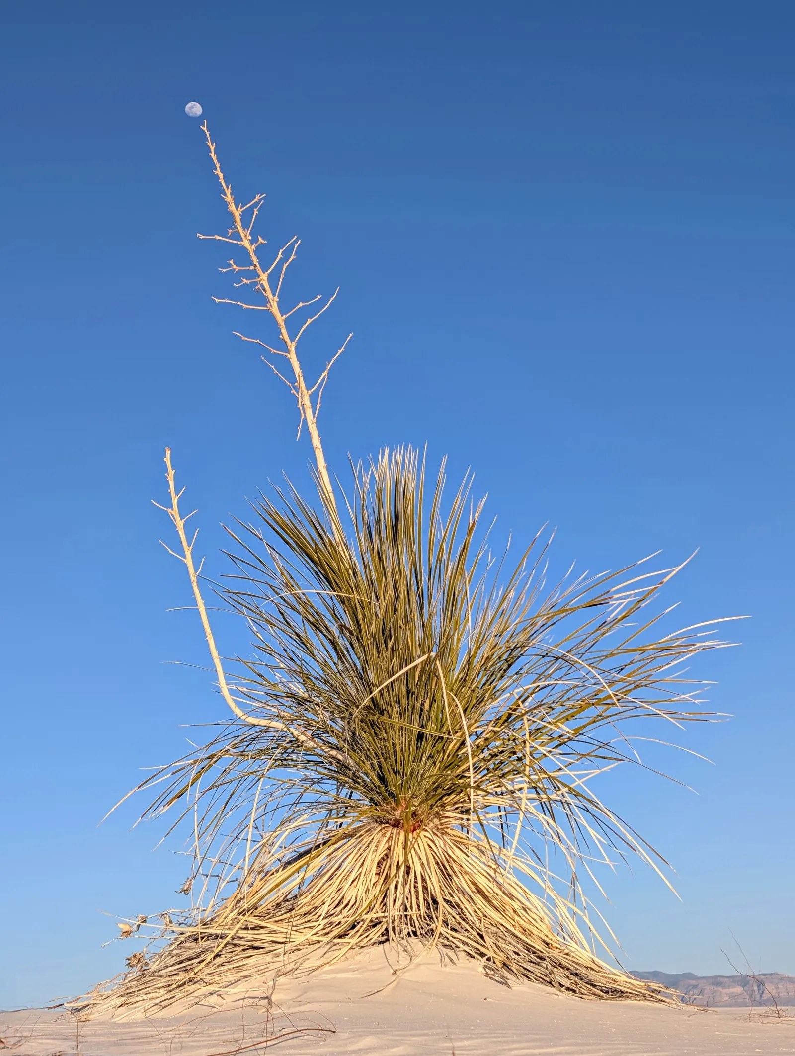 Soaptree Yucca (Yucca Elata) — crowned by a cluster of narrow