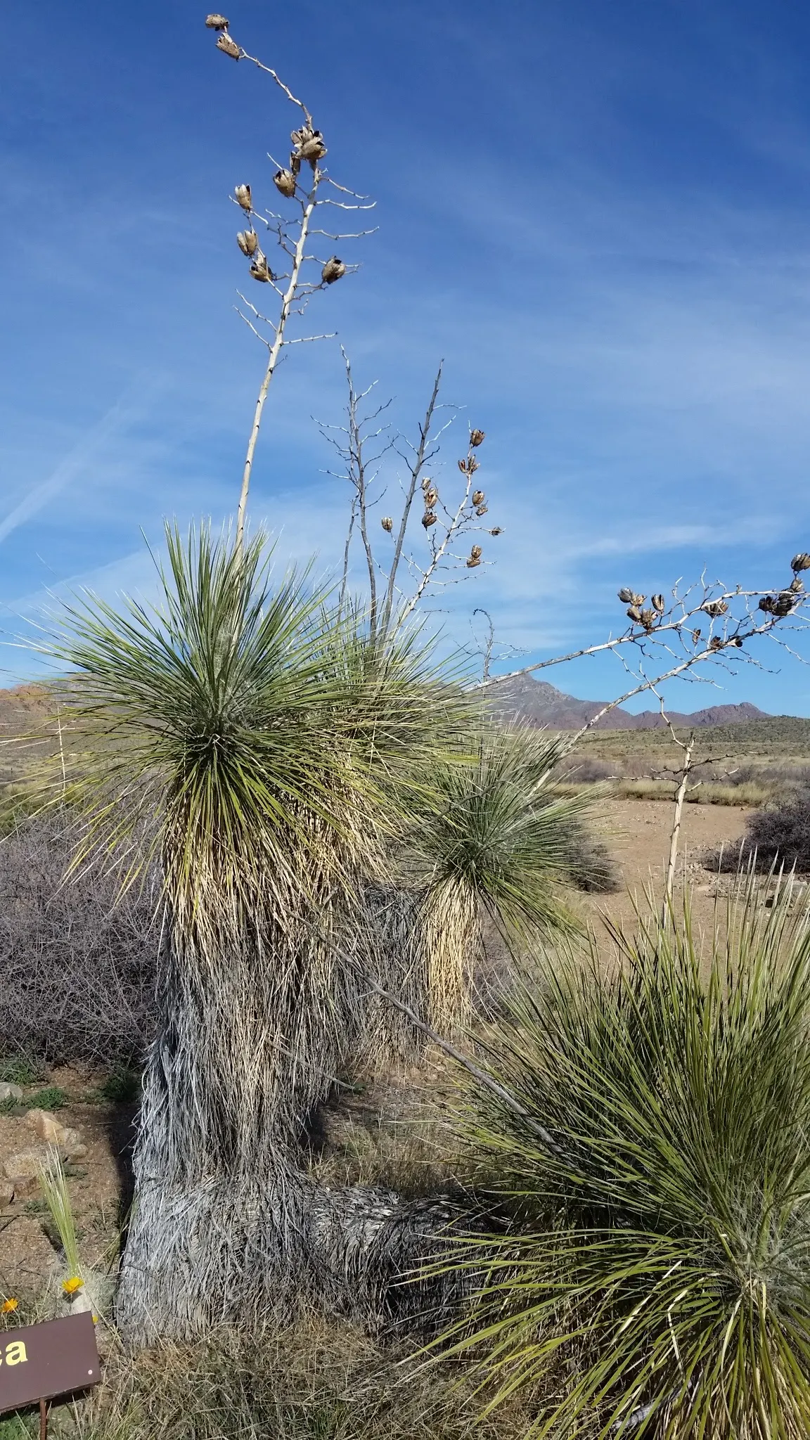 Soaptree Yucca (Yucca Elata) — A native of the southwestern United States and parts of Mexico; low-maintenance by nature