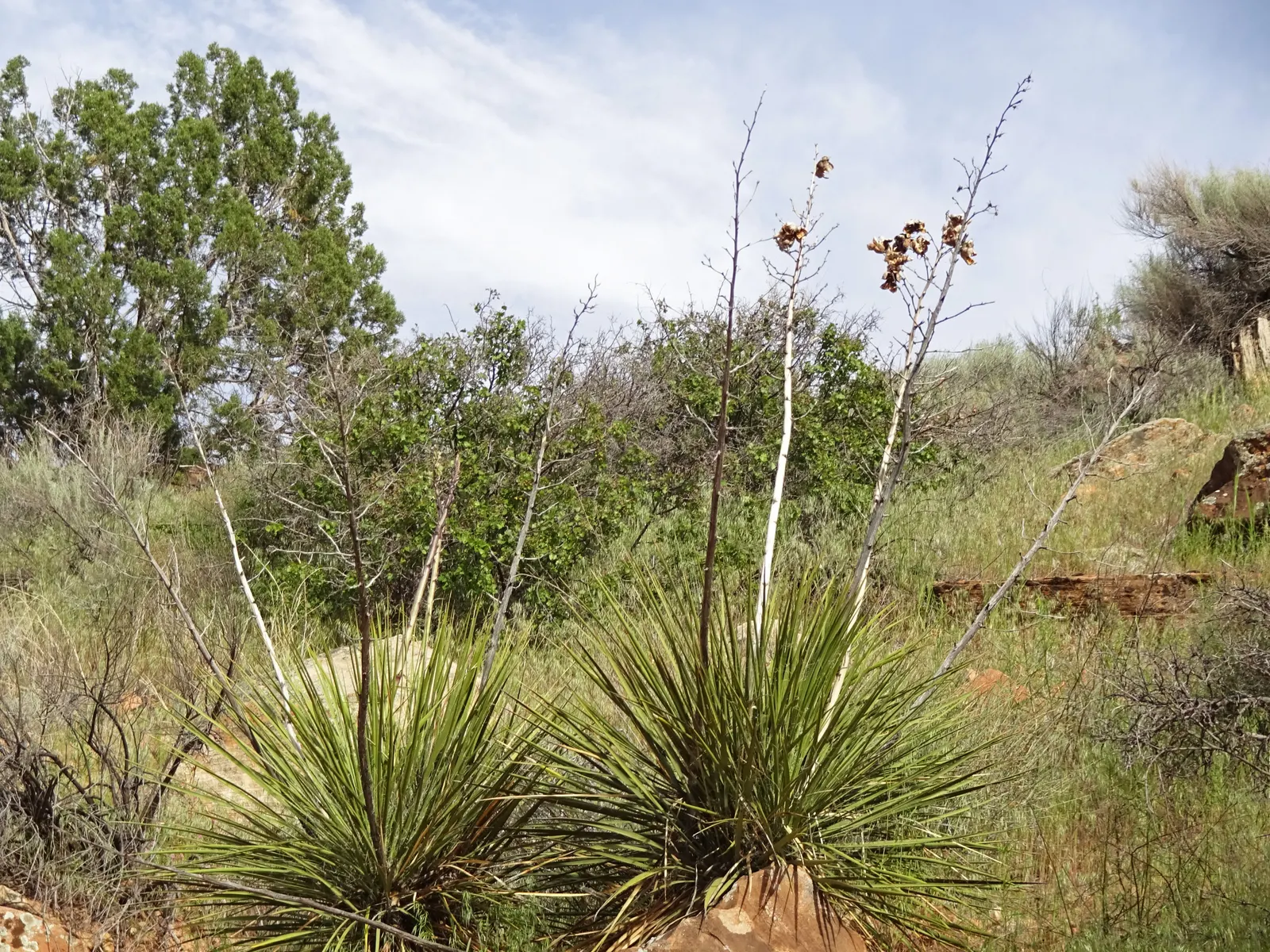 Soaptree Yucca (Yucca Elata) — The plant is characterized by slender; this resilient species can reach heights between 6 to 20 feet with a spread of roughly 4