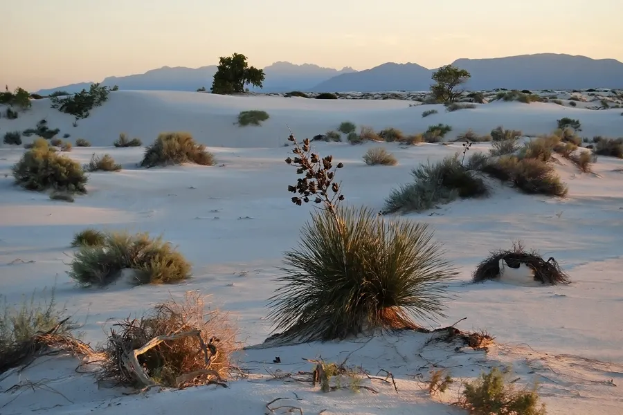 Soaptree Yucca (Yucca Elata) — Its defining features include a thick