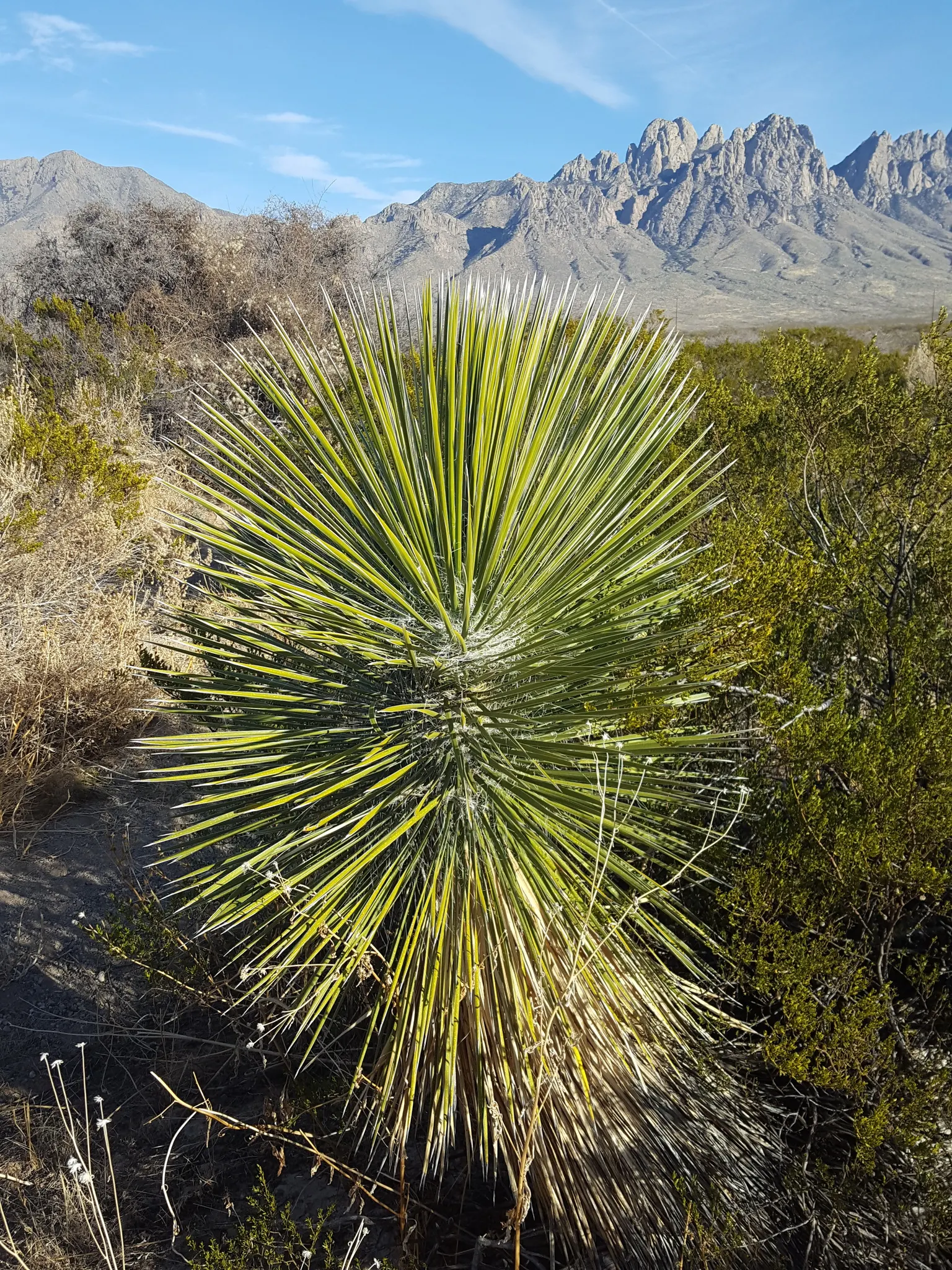 Soaptree Yucca (Yucca Elata) — crowned by a cluster of narrow; the Soaptree Yucca thrives in full sun and well-draining soil conditions