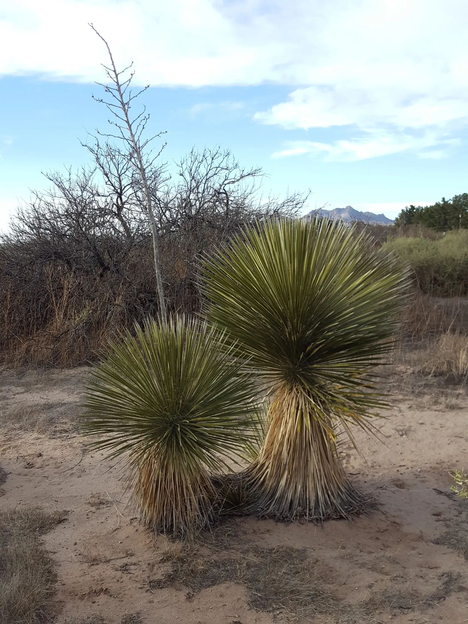 Soaptree Yucca (Yucca Elata) — shrub for full or half