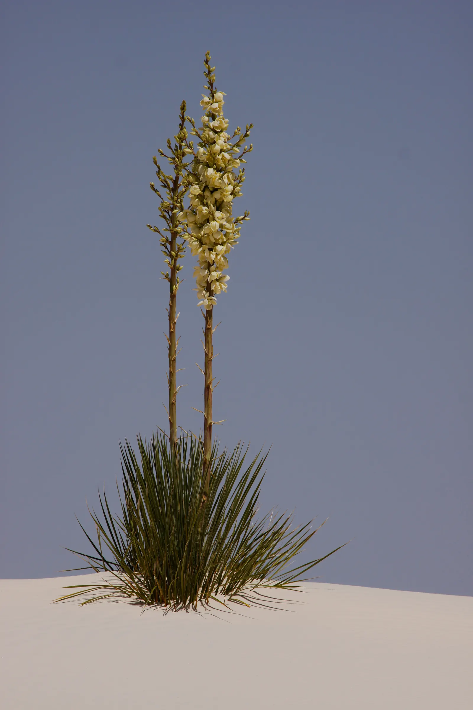Soaptree Yucca (Yucca Elata) — fleshy fruits that are roughly 2 inches long.<br><br>Preferable for USDA hardiness zones 6 through 11
