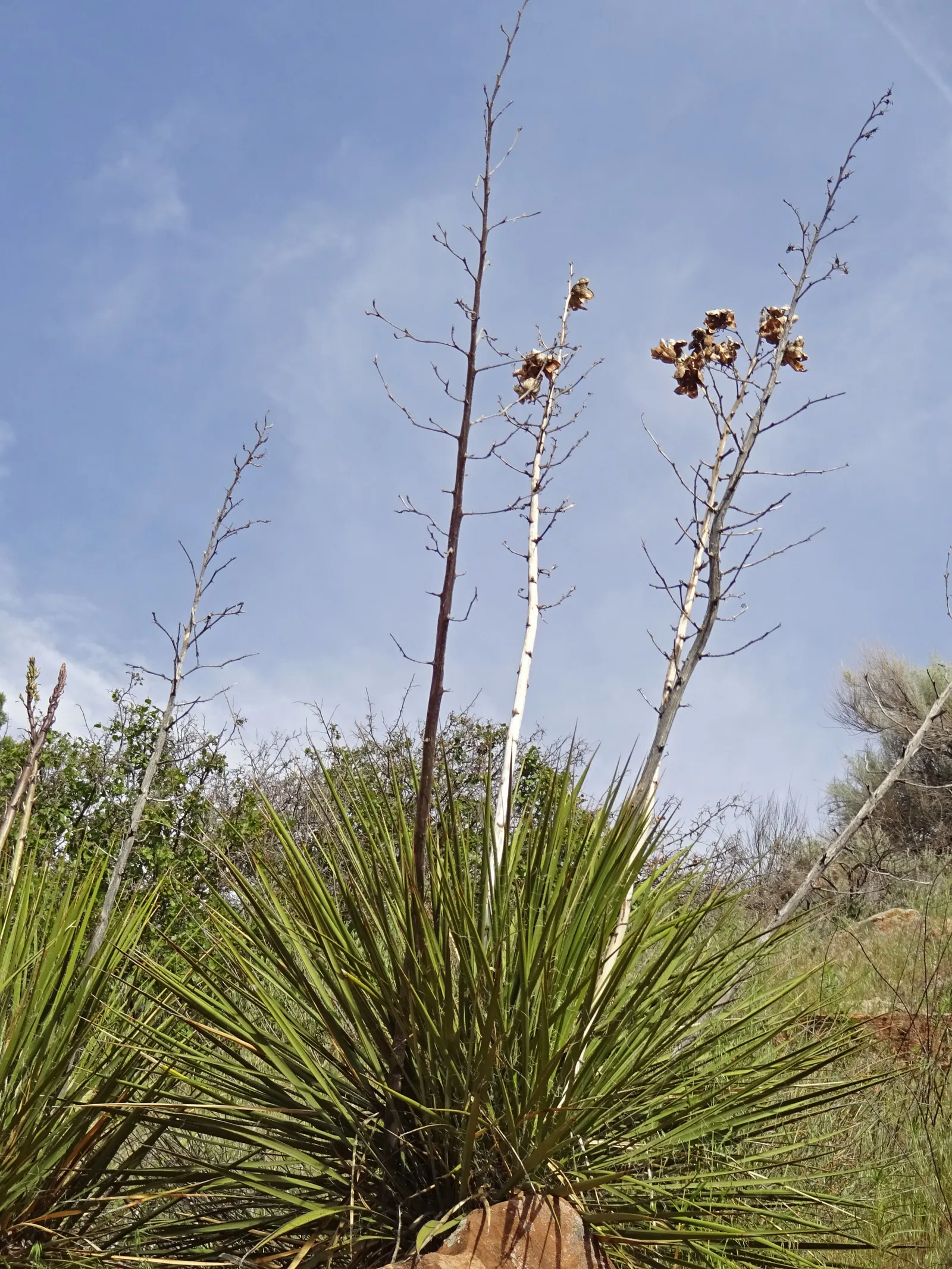 Soaptree Yucca (Yucca Elata) — It's highly drought-tolerant, making it an ideal candidate for xeriscaping and water-wise gardens