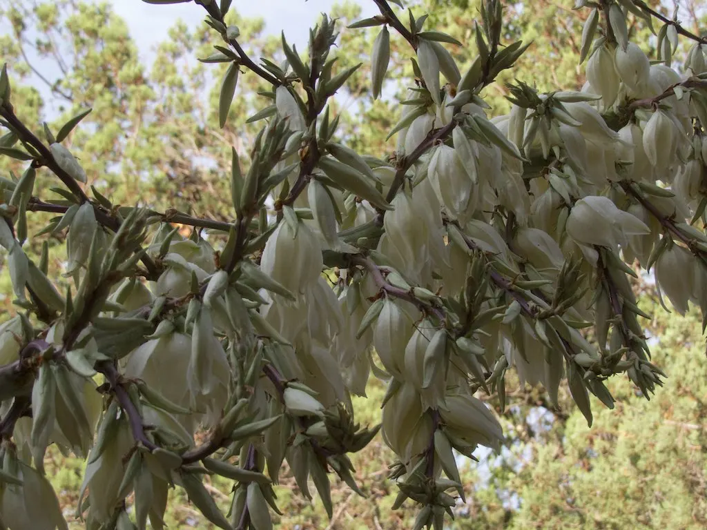 Soaptree Yucca (Yucca Elata) — This drought-tolerant species prefers full sun and well-drained soils; making it an excellent accent in arid landscapes