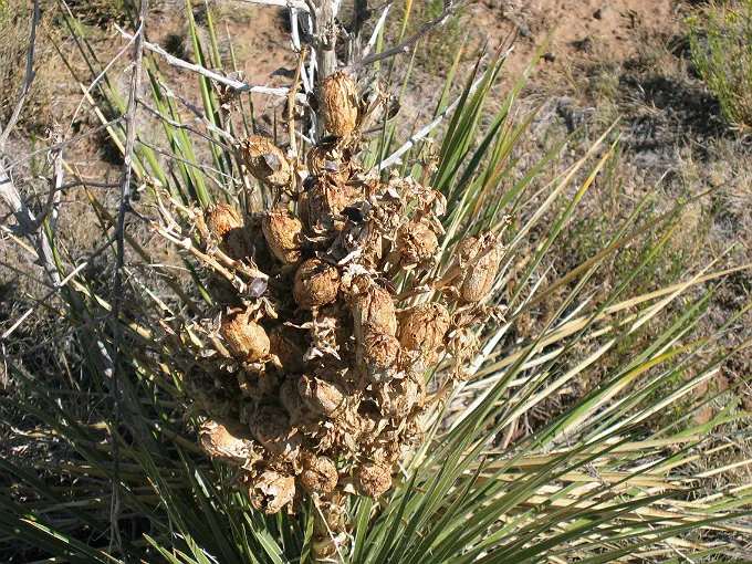 Soaptree Yucca (Yucca Elata) — Low-maintenance by nature