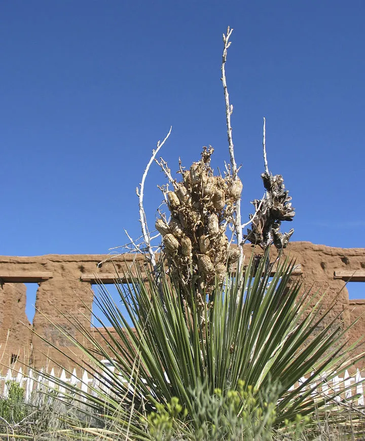 Soaptree Yucca (Yucca Elata) — flexible leaves that can grow up to 2 feet long; the bell-shaped blooms are both attractive to humans and essential for local