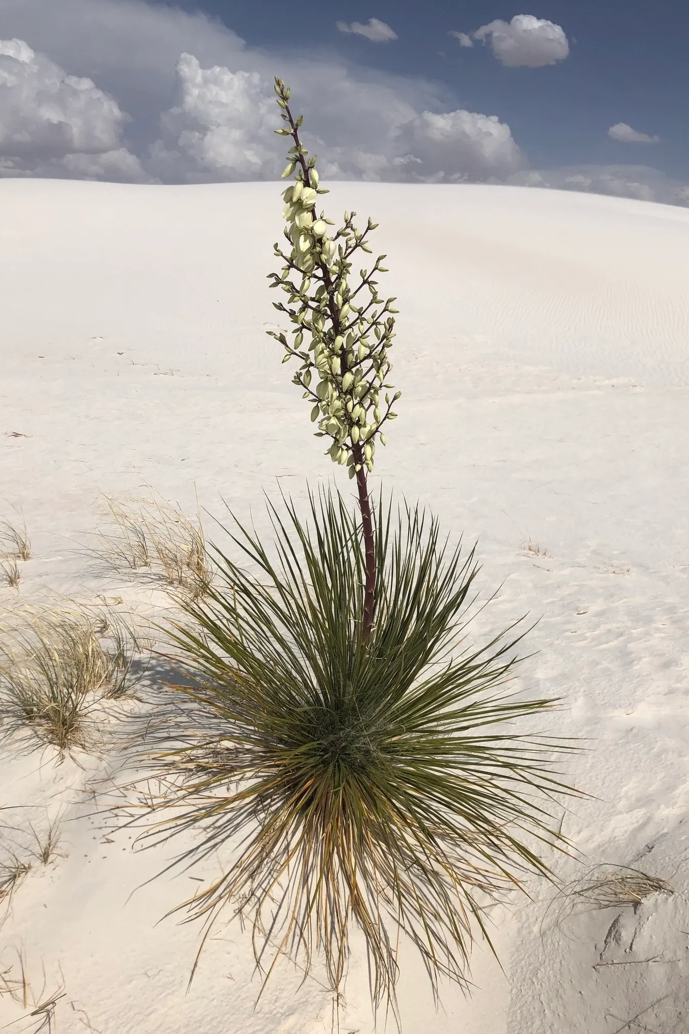 Soaptree Yucca (Yucca Elata) — the Soaptree Yucca thrives in full sun and well-draining soil conditions