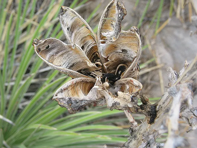 Soaptree Yucca (Yucca Elata) — this resilient species can reach heights between 6 to 20 feet with a spread of roughly 4 to 6 feet at maturity; the Soaptree