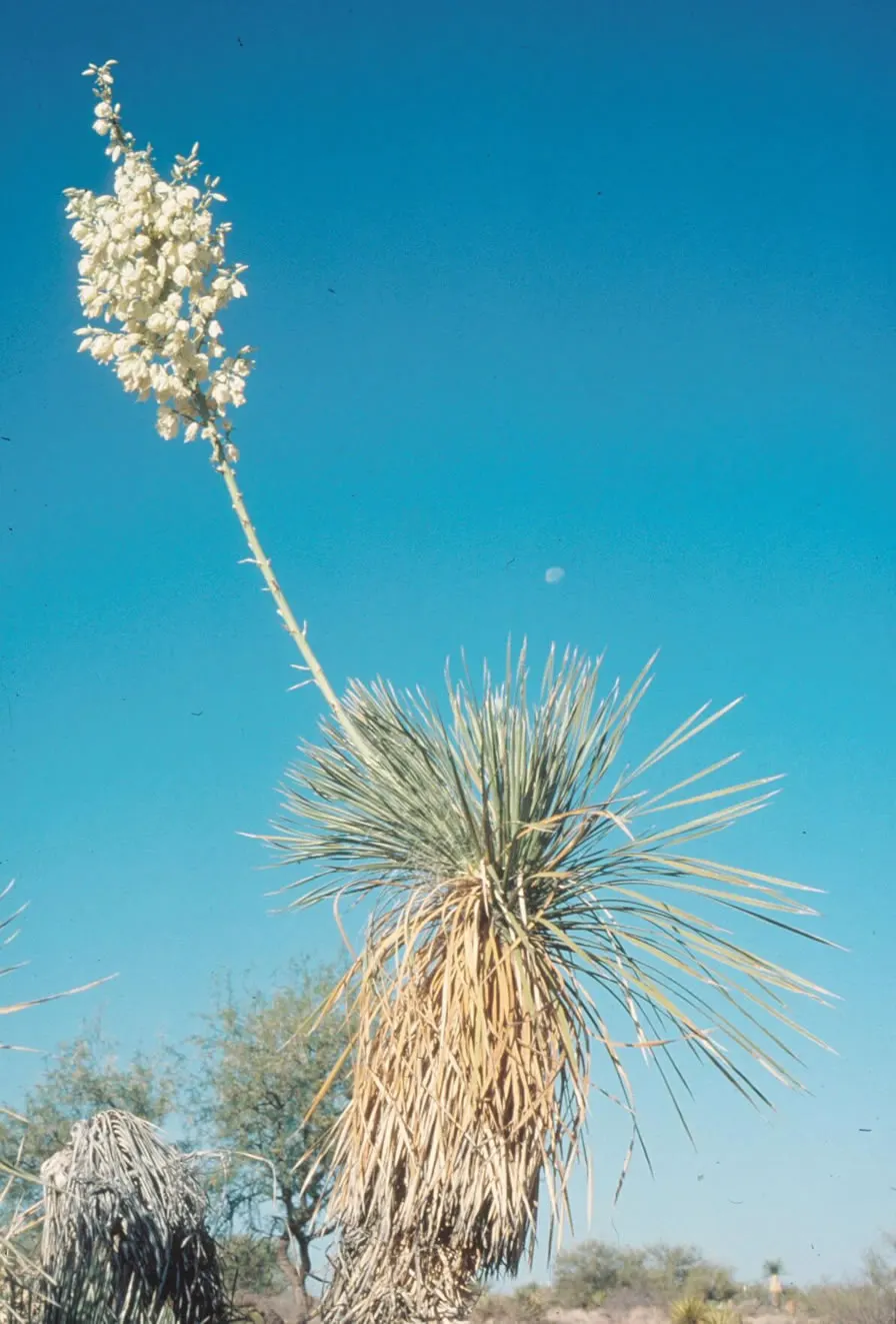 Soaptree Yucca (Yucca Elata) — Its tolerance for salty soils also makes it a fitting choice for coastal environments