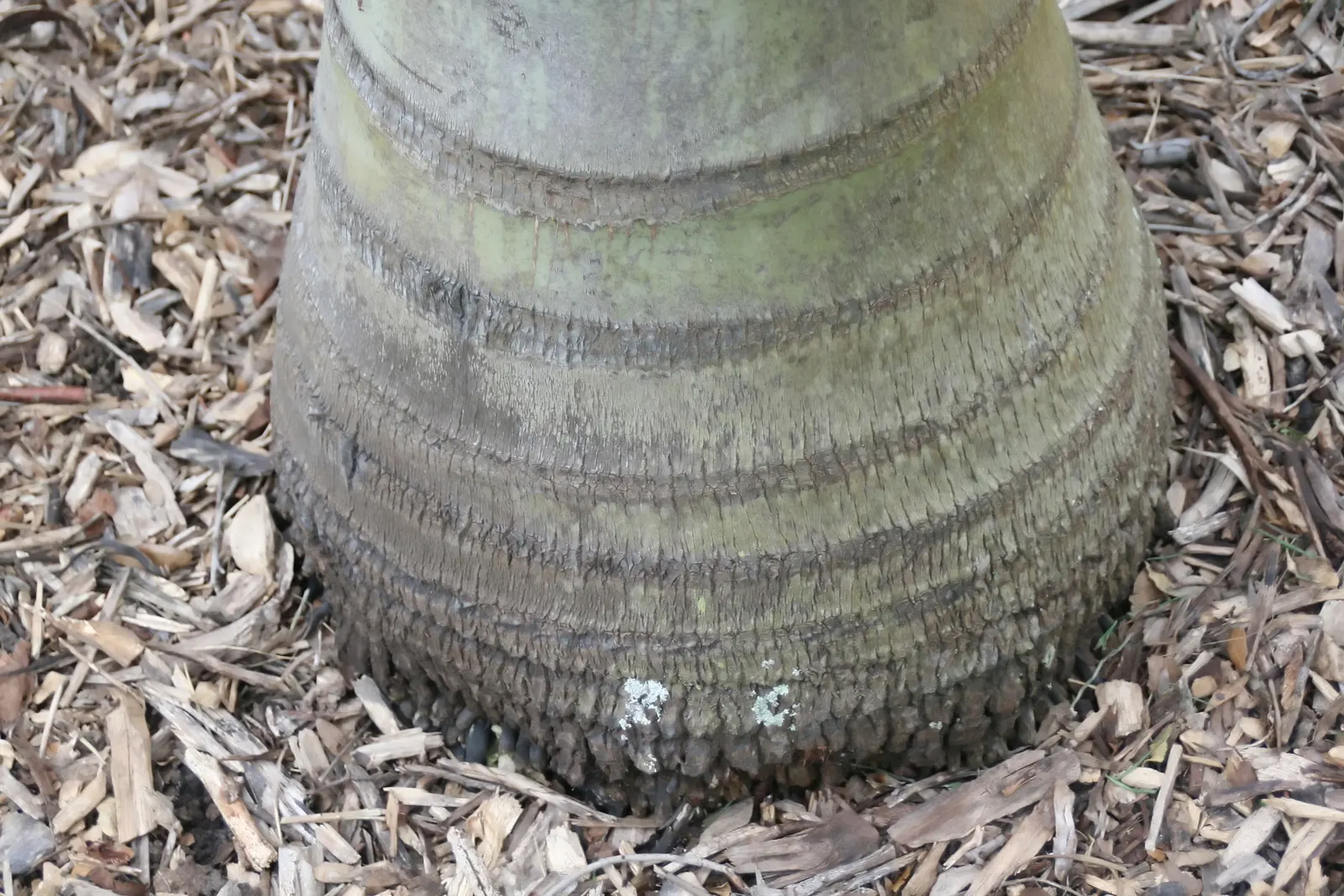 Buccaneer Palm (Pseudophoenix Sargentii) — This slow-growing palm can eventually reach heights of up to 20 feet