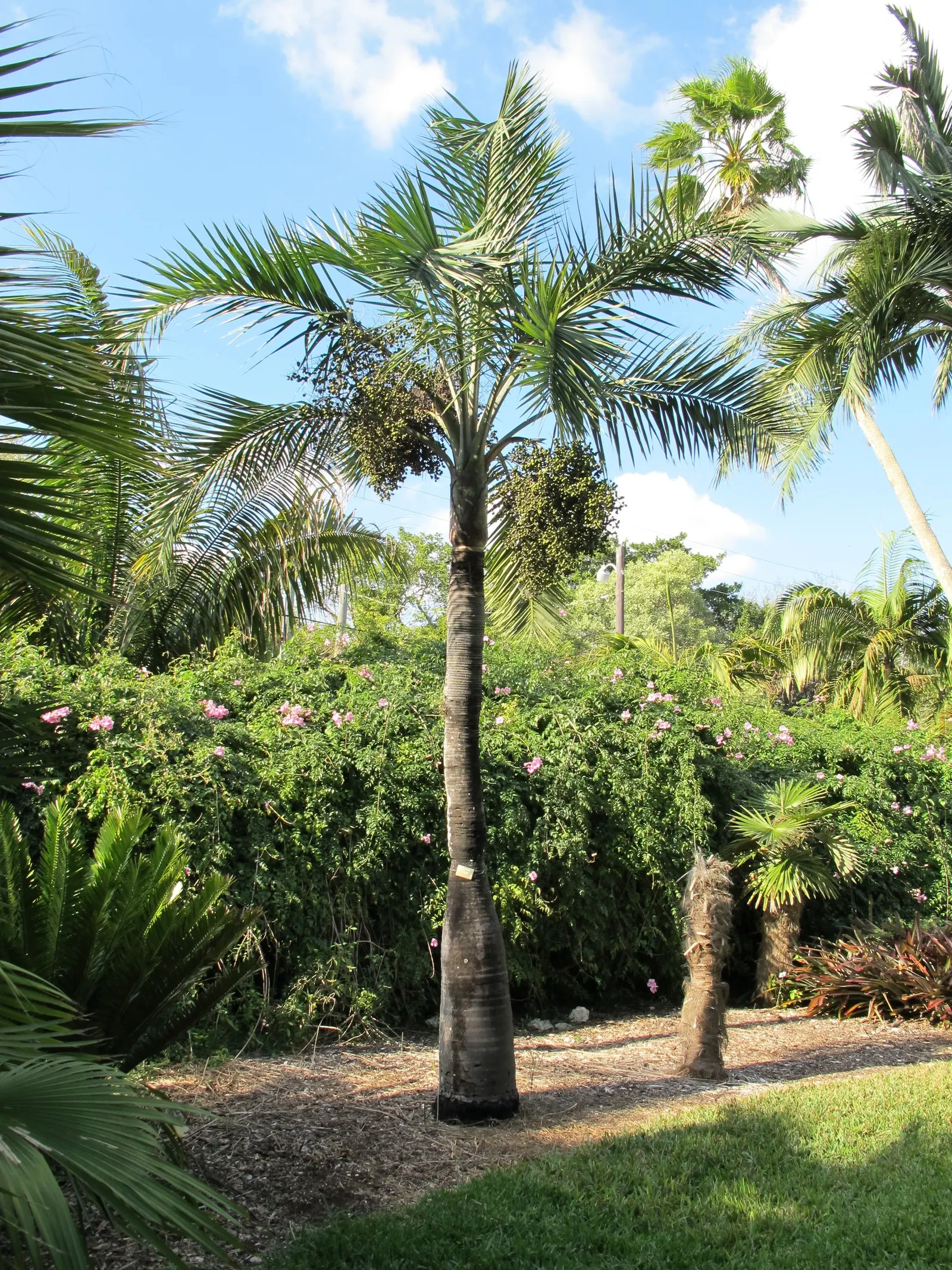Buccaneer Palm (Pseudophoenix Sargentii) — Hardiness zones are 10b-11; making it a good candidate for seaside landscaping