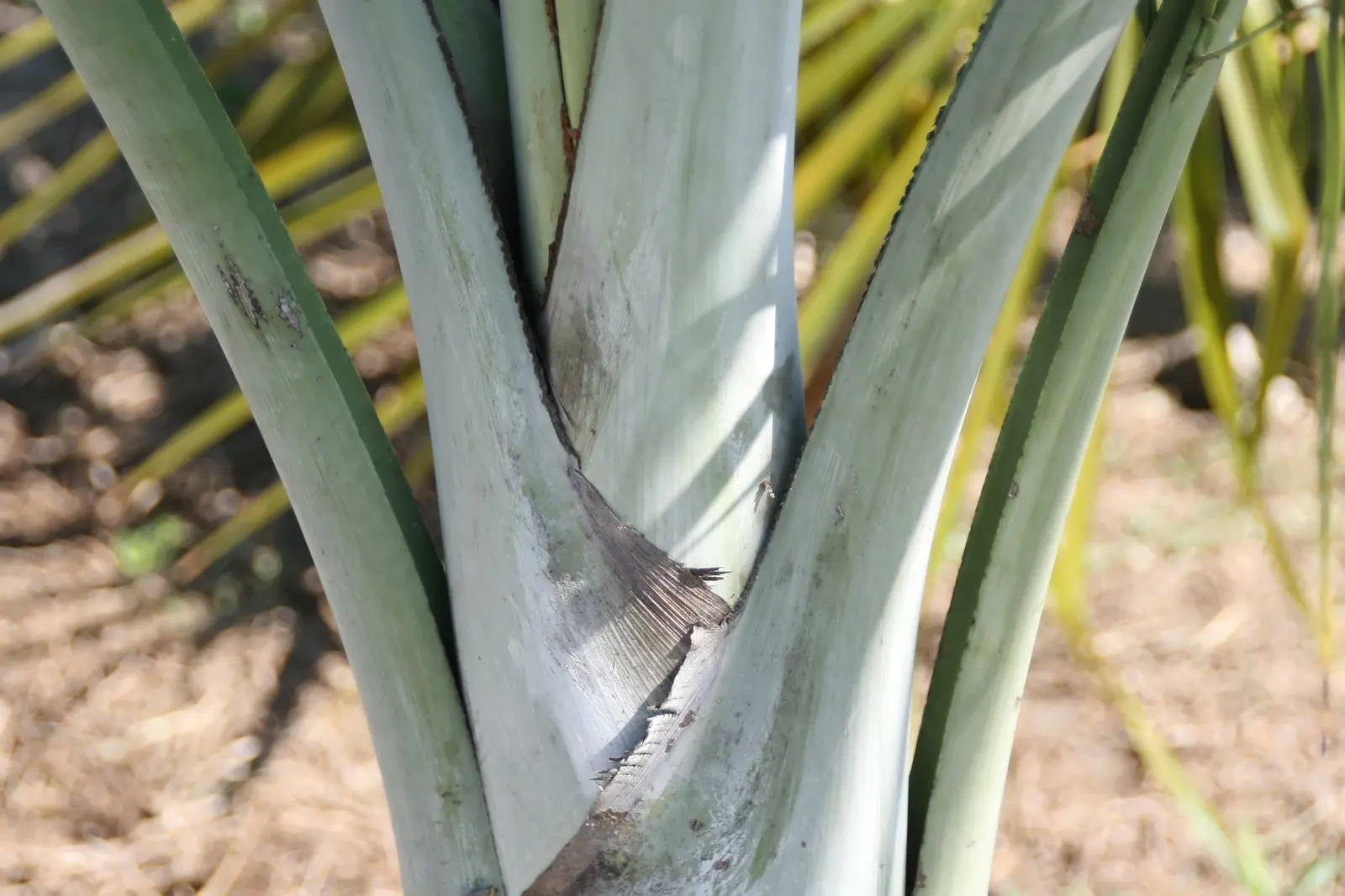 Buccaneer Palm (Pseudophoenix Sargentii) — This drought-tolerant species, native to Florida and the Caribbean, adds a tropical accent to landscapes; supports a