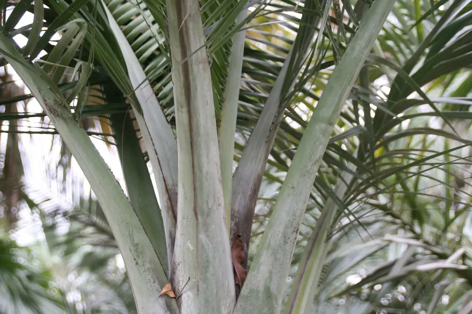 Buccaneer Palm (Pseudophoenix Sargentii) — thriving in full sun to partial shade