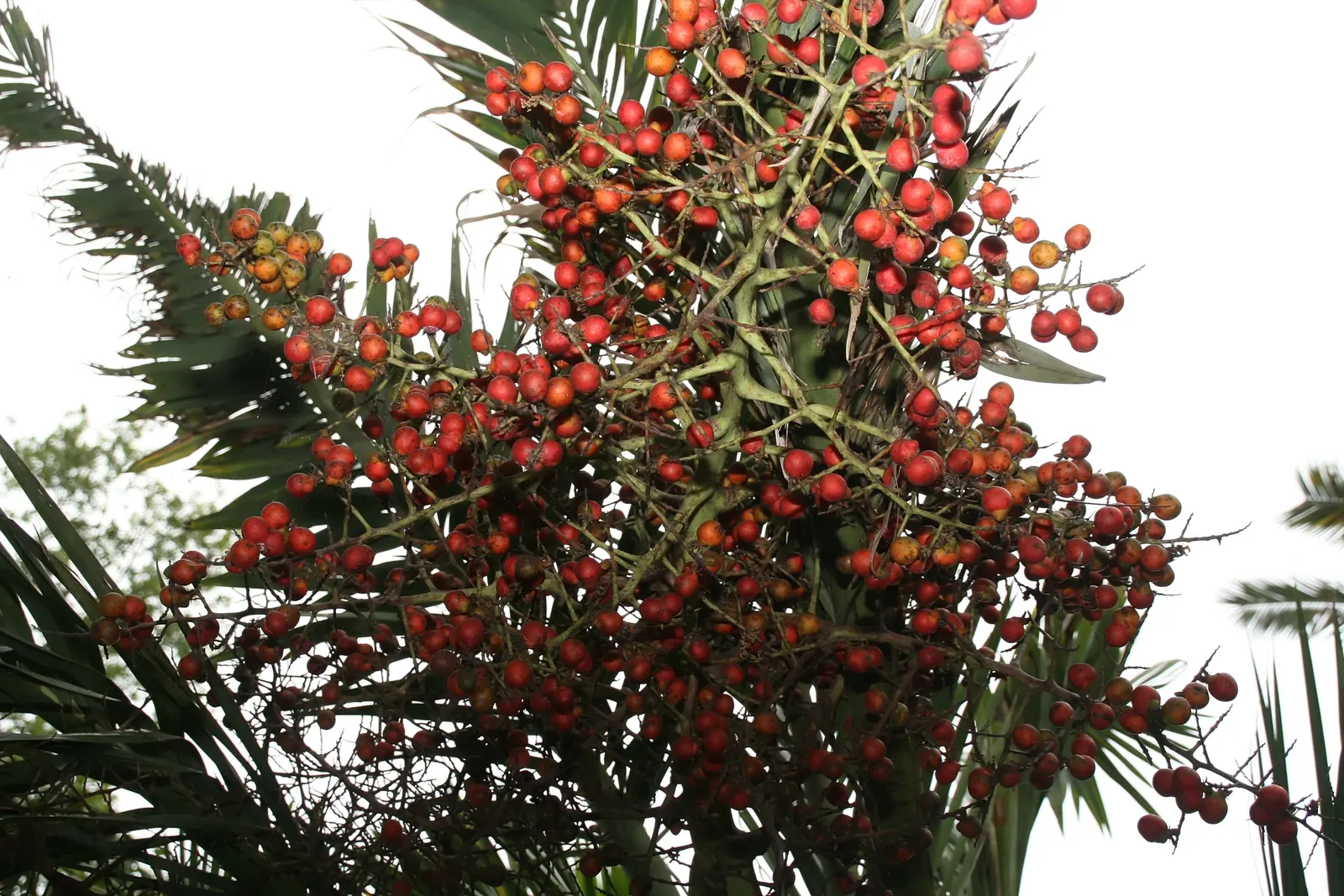 Buccaneer Palm (Pseudophoenix Sargentii) — The Buccaneer Palm (Pseudophoenix sargentii) is a striking slow-growing palm, reaching up to 15-20 feet tall; this