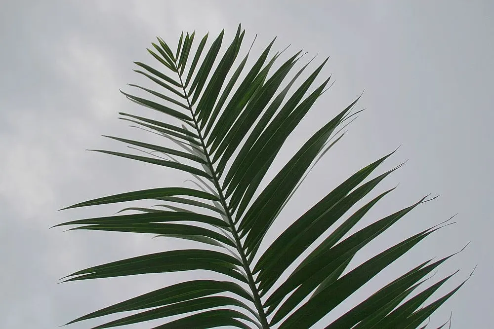 Buccaneer Palm (Pseudophoenix Sargentii) — Hardiness zones are 10b-11