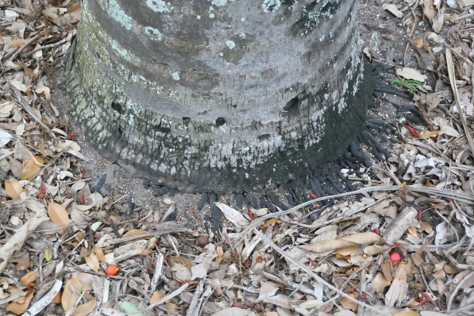 Buccaneer Palm (Pseudophoenix Sargentii) — to ensure proper placement within the landscape where it won't become overcrowded; these palms can serve as focal