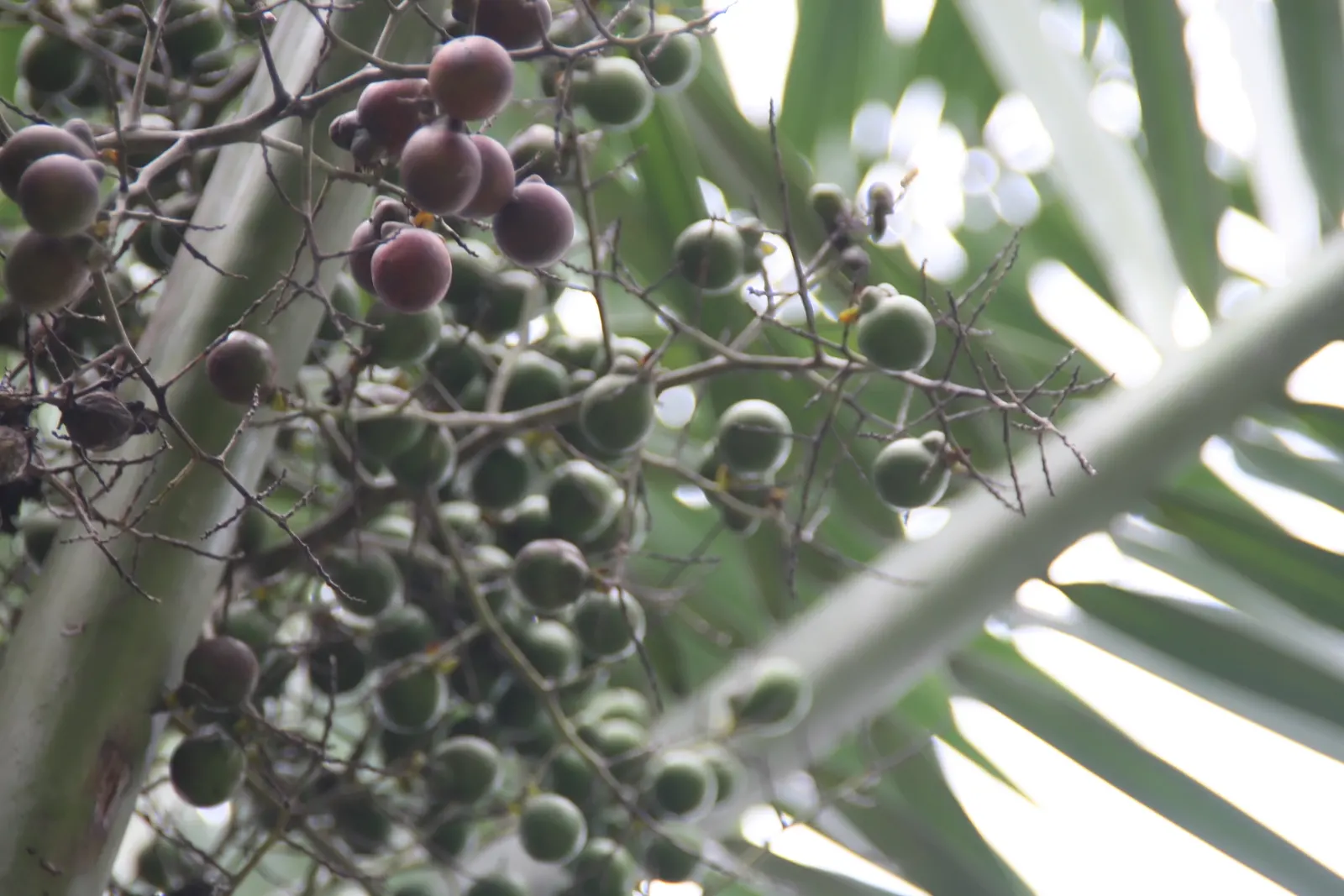 Buccaneer Palm (Pseudophoenix Sargentii) — but it typically grows at a pace of only 6 inches per year
