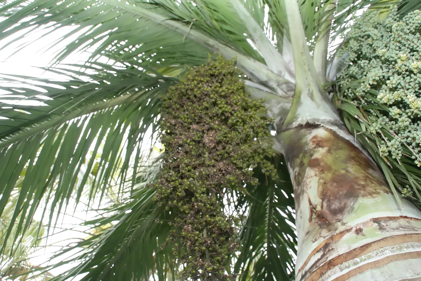 Buccaneer Palm (Pseudophoenix Sargentii) — This slow-growing palm can eventually reach heights of up to 20 feet; the Buccaneer Palm (Pseudophoenix sargentii)