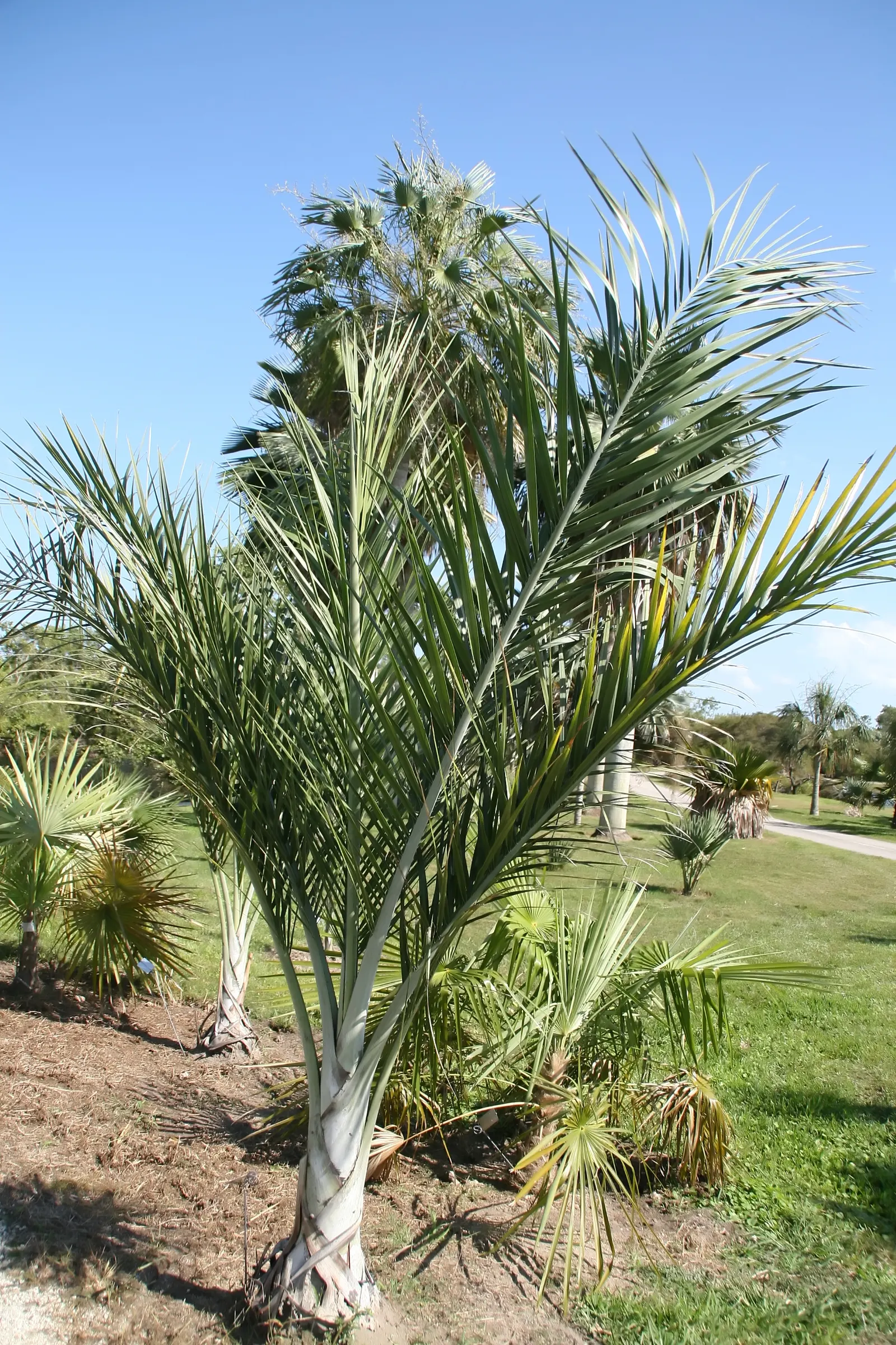 Buccaneer Palm (Pseudophoenix Sargentii) — This drought-tolerant species, native to Florida and the Caribbean, adds a tropical accent to landscapes