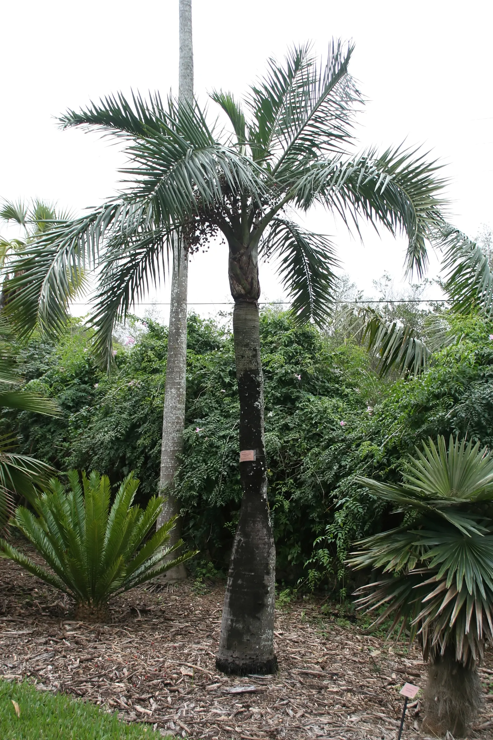Buccaneer Palm (Pseudophoenix Sargentii) — the Buccaneer Palm boasts a canopy of blue-green to silvery fronds that fan out from its crown; palm for, image 57