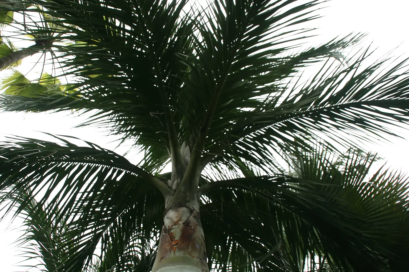 Buccaneer Palm (Pseudophoenix Sargentii) — palm for half or shade