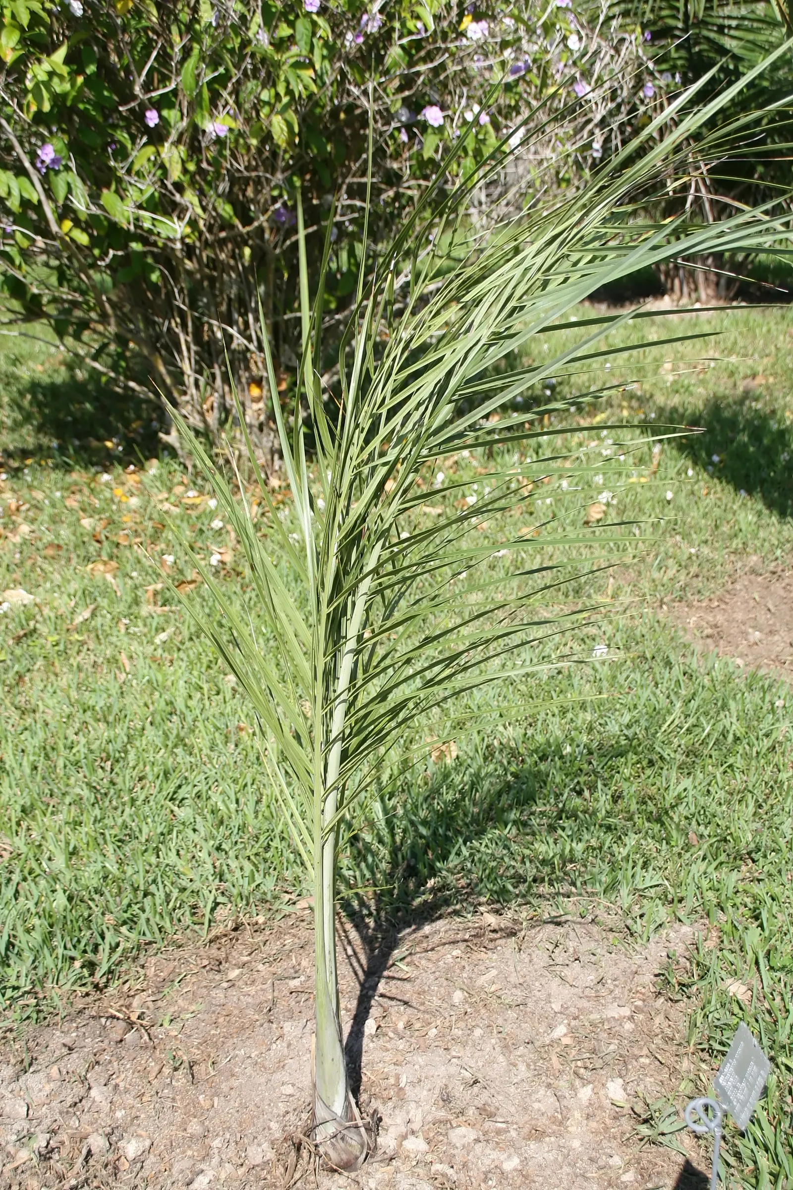 Buccaneer Palm (Pseudophoenix Sargentii) — This slow-growing palm can eventually reach heights of up to 20 feet; the Buccaneer Palm (Pseudophoenix, image 54