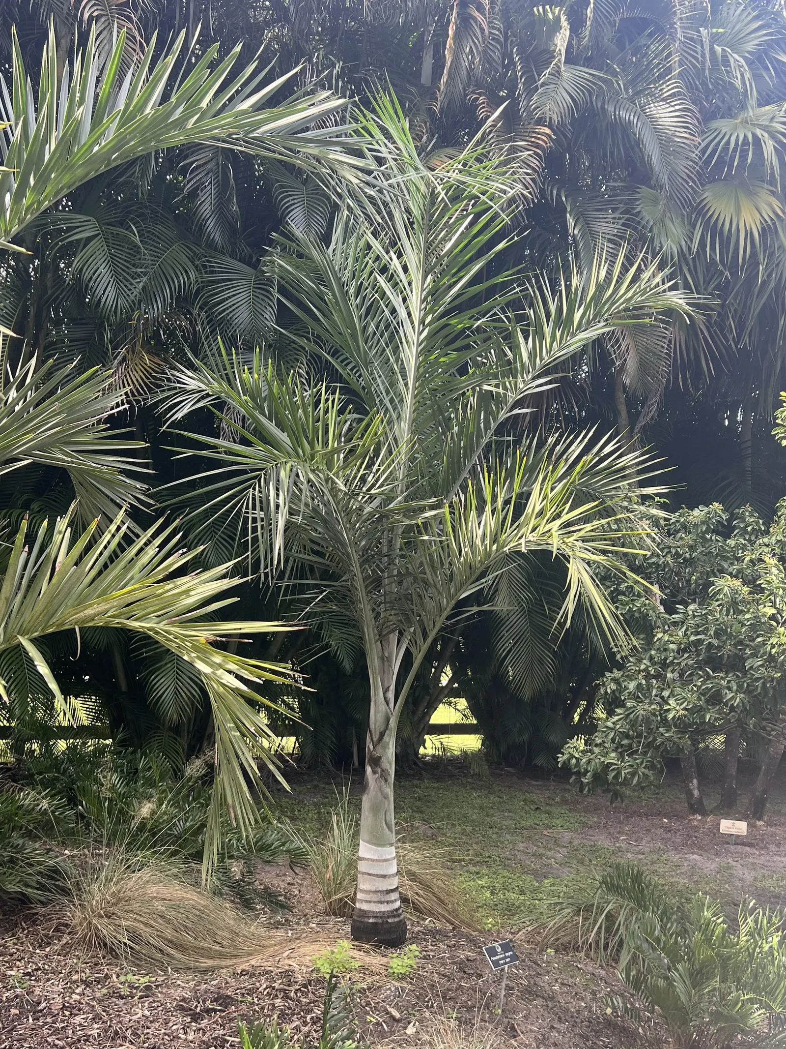 Buccaneer Palm (Pseudophoenix Sargentii) — stands out for its unique and striking appearance; making it an excellent choice for clients seeking to, image 52