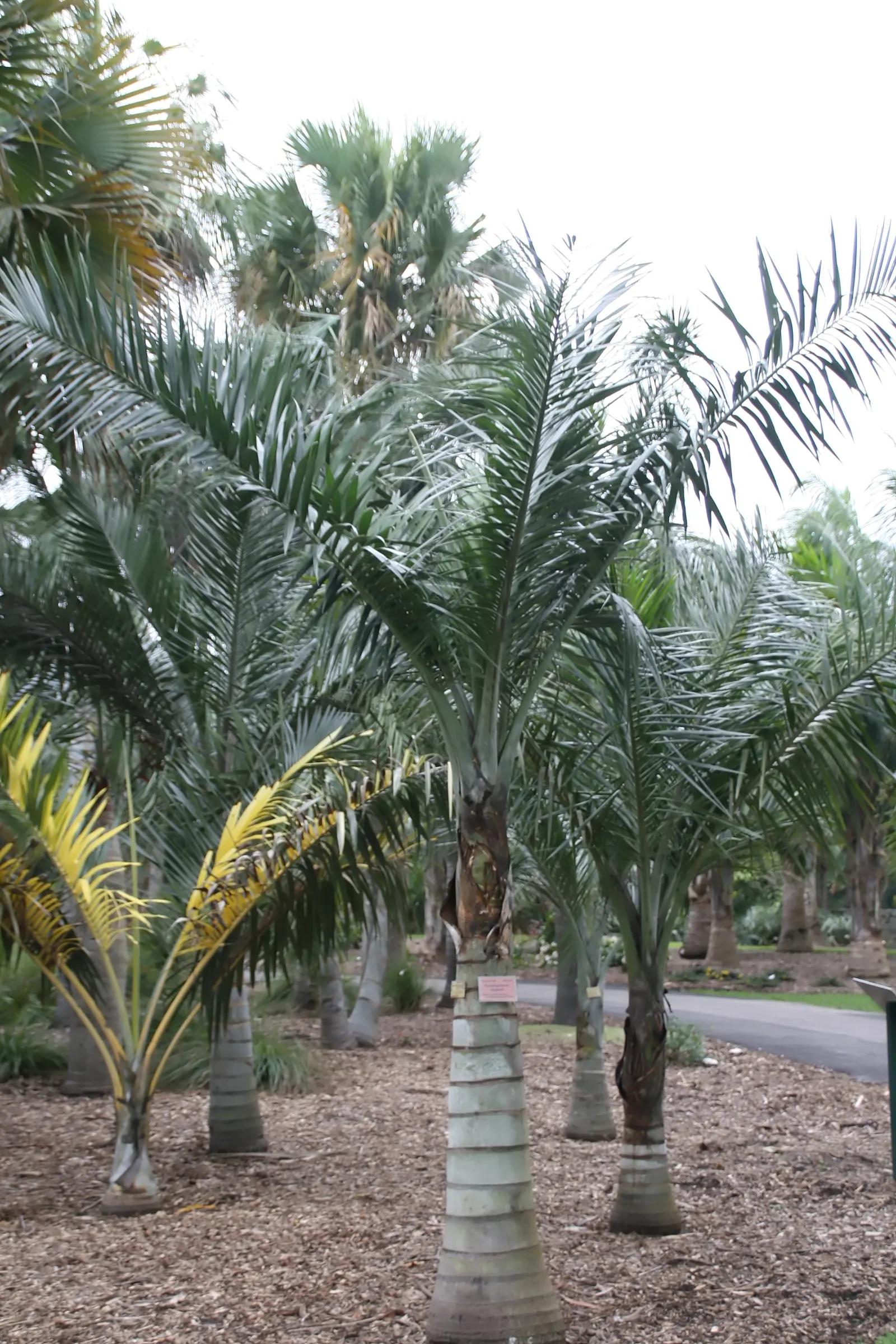 Buccaneer Palm (Pseudophoenix Sargentii) — supports a sparse crown of curved; consider its ultimate height and spread