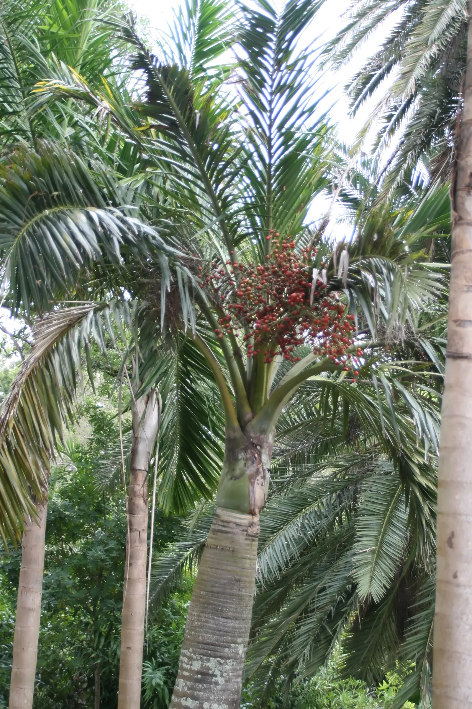 Buccaneer Palm (Pseudophoenix Sargentii) — typically between 6-10 inches in diameter; but it typically grows at a pace of only 6 inches per year, image 46