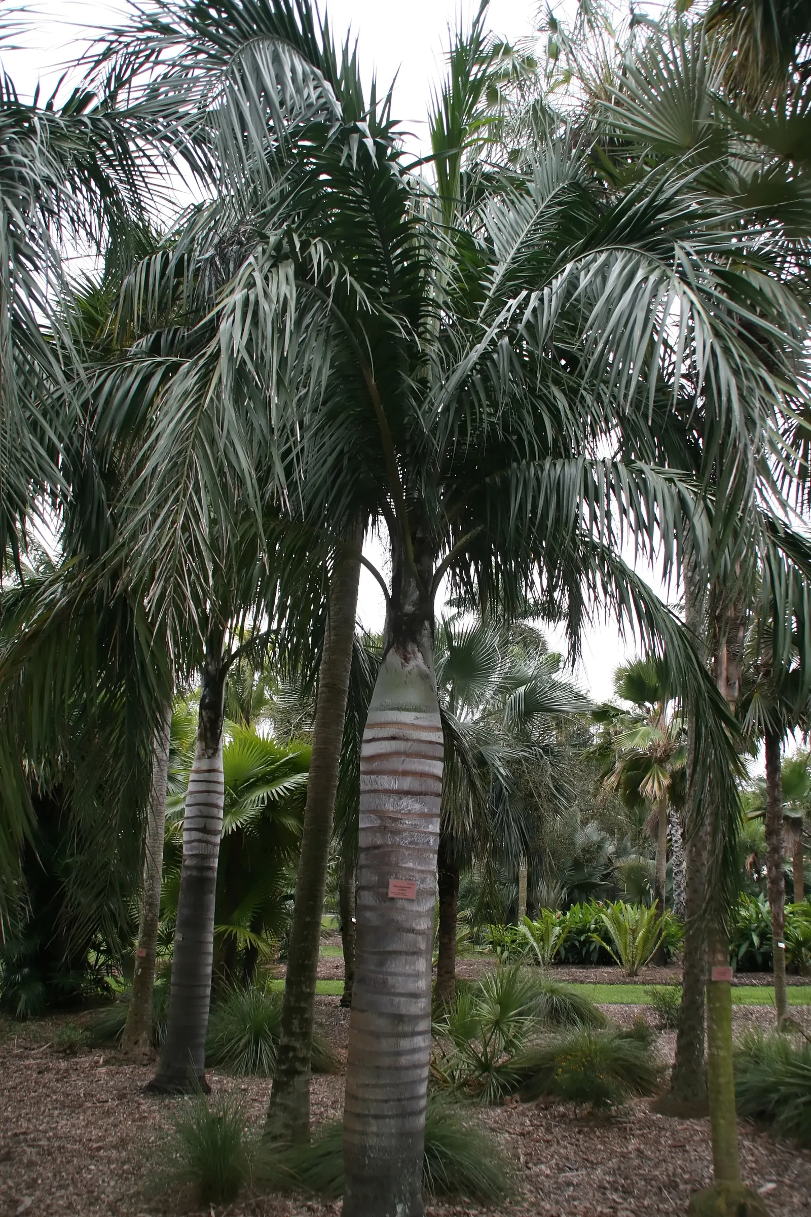 Buccaneer Palm (Pseudophoenix Sargentii) — This drought-tolerant species, native to Florida and the Caribbean, adds a tropical accent to, image 48