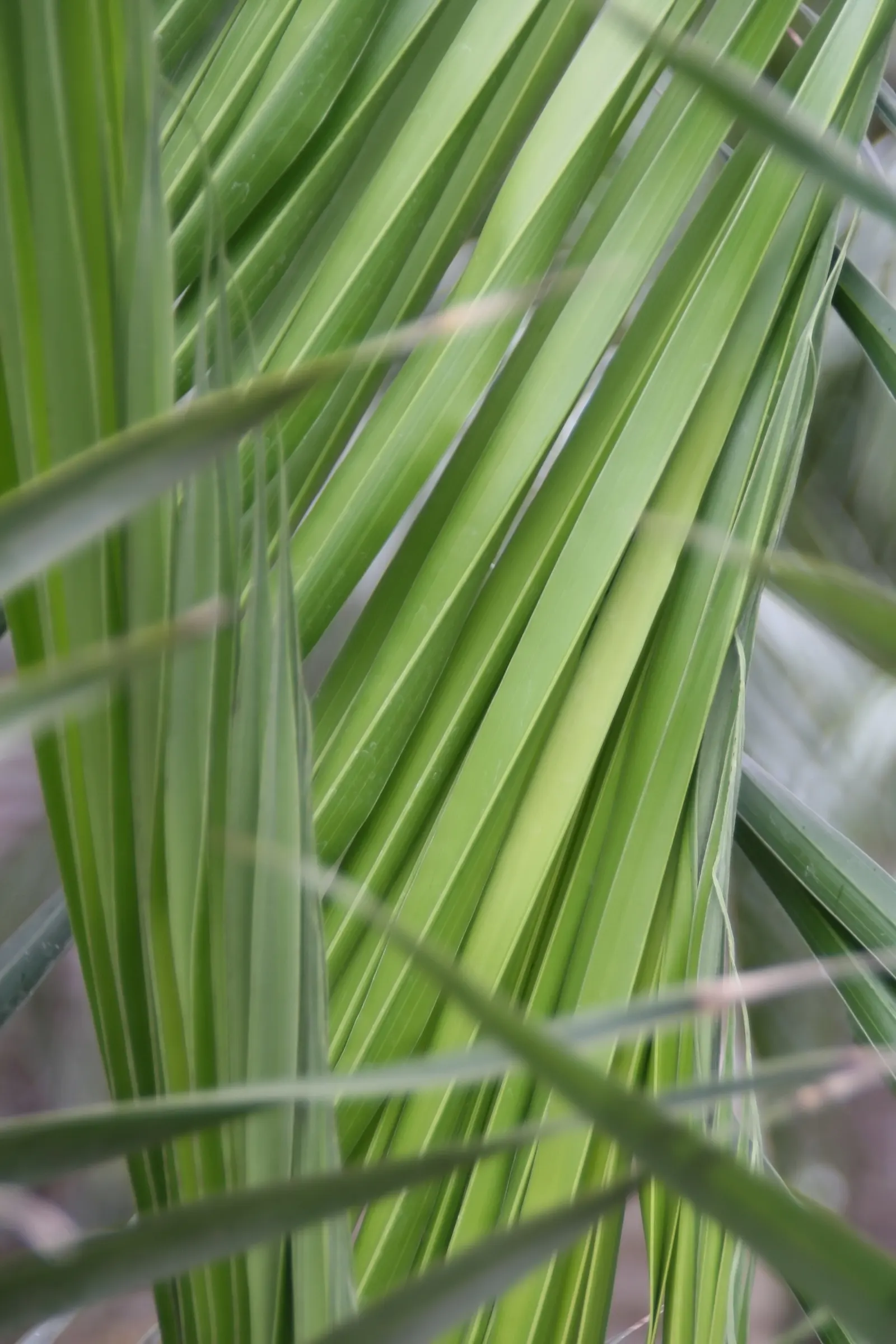 Buccaneer Palm (Pseudophoenix Sargentii) — Plant in full sun for optimal growth; this slow-growing palm can eventually reach heights of up to 20, image 49