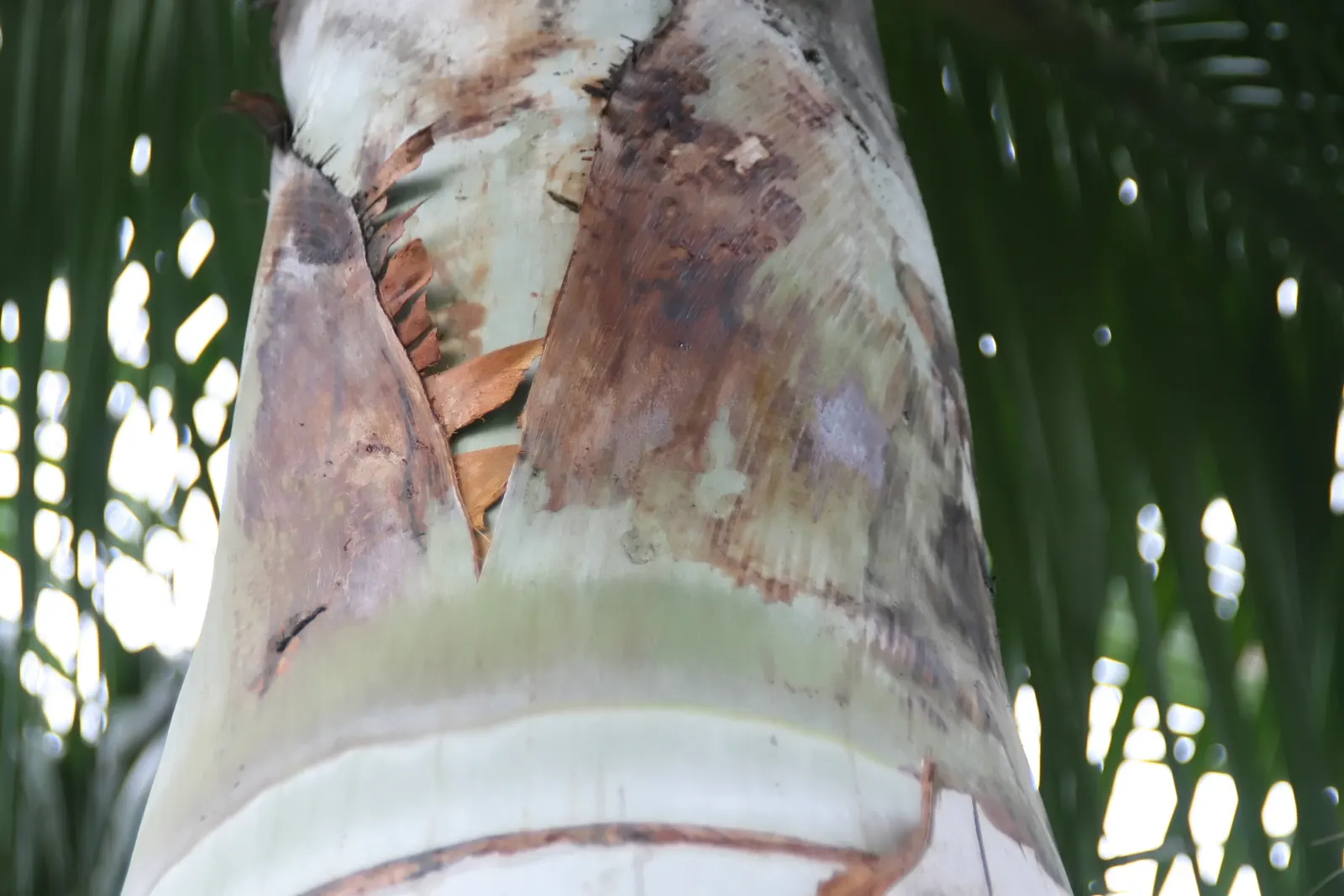 Buccaneer Palm (Pseudophoenix Sargentii) — supports a sparse crown of curved; consider its ultimate height and spread, image 47