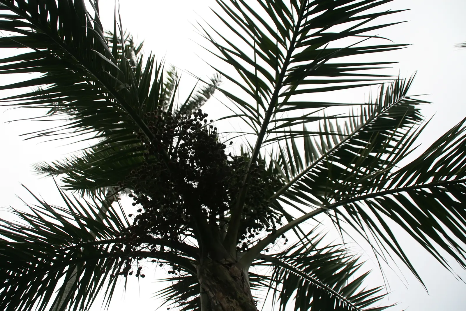 Buccaneer Palm (Pseudophoenix Sargentii) — making it an excellent choice for clients seeking to add an exotic touch to their landscape; it prefers, image 53