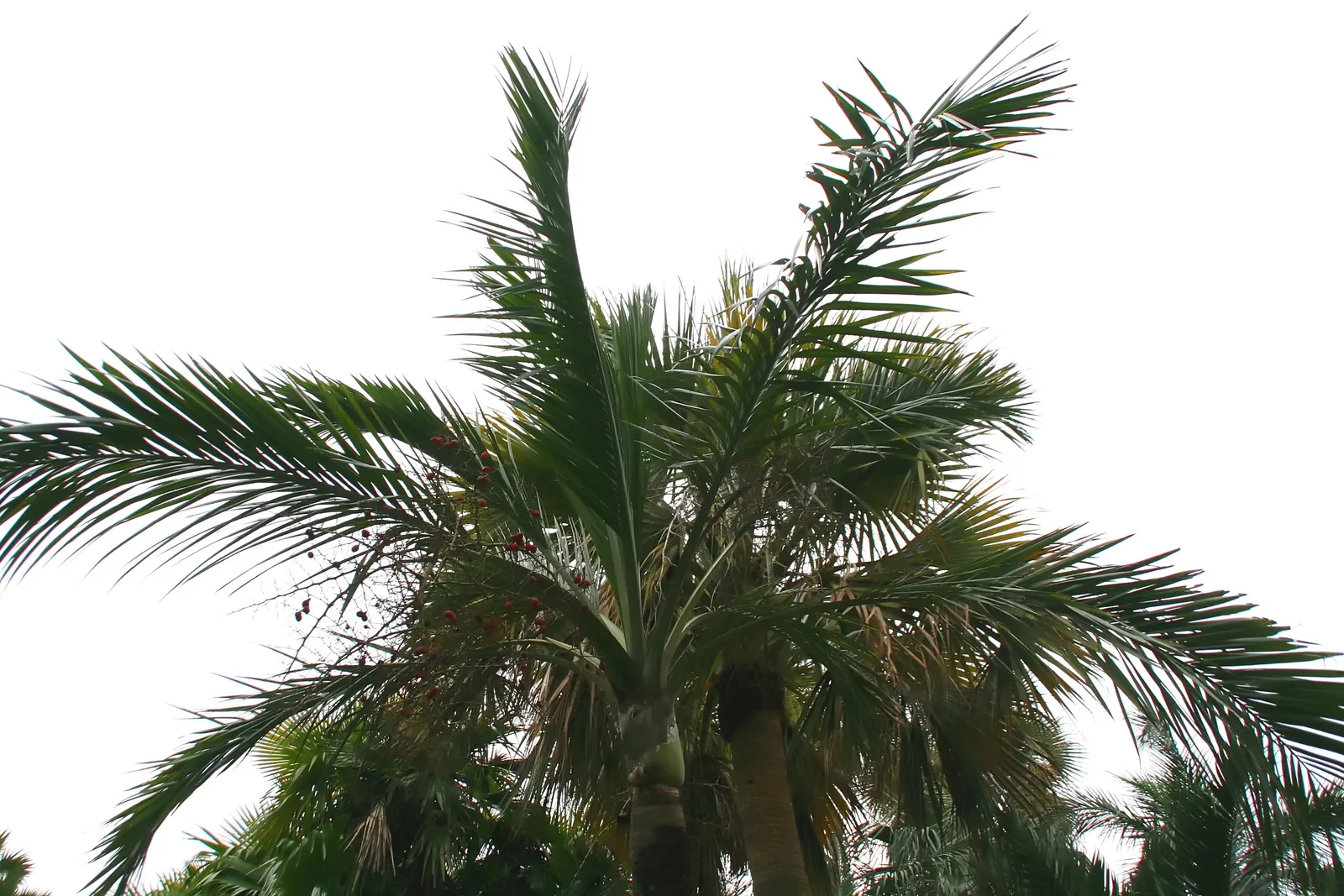 Buccaneer Palm (Pseudophoenix Sargentii) — scientifically known as Pseudophoenix sargentii; typically between 6-10 inches in diameter