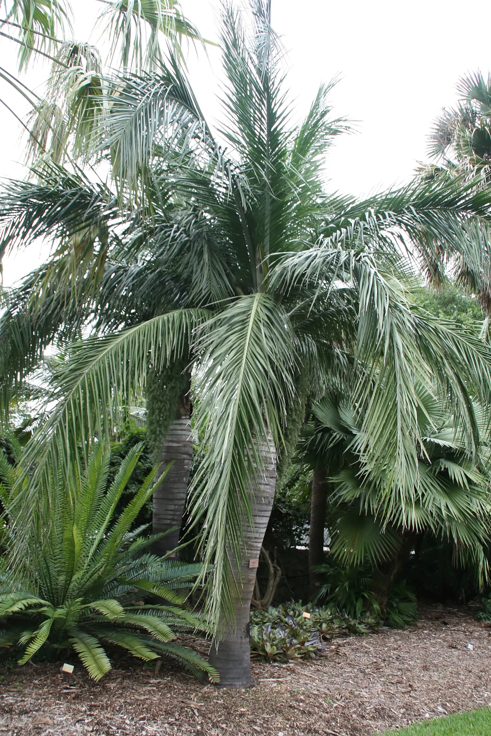 Buccaneer Palm (Pseudophoenix Sargentii) — stands out for its unique and striking appearance