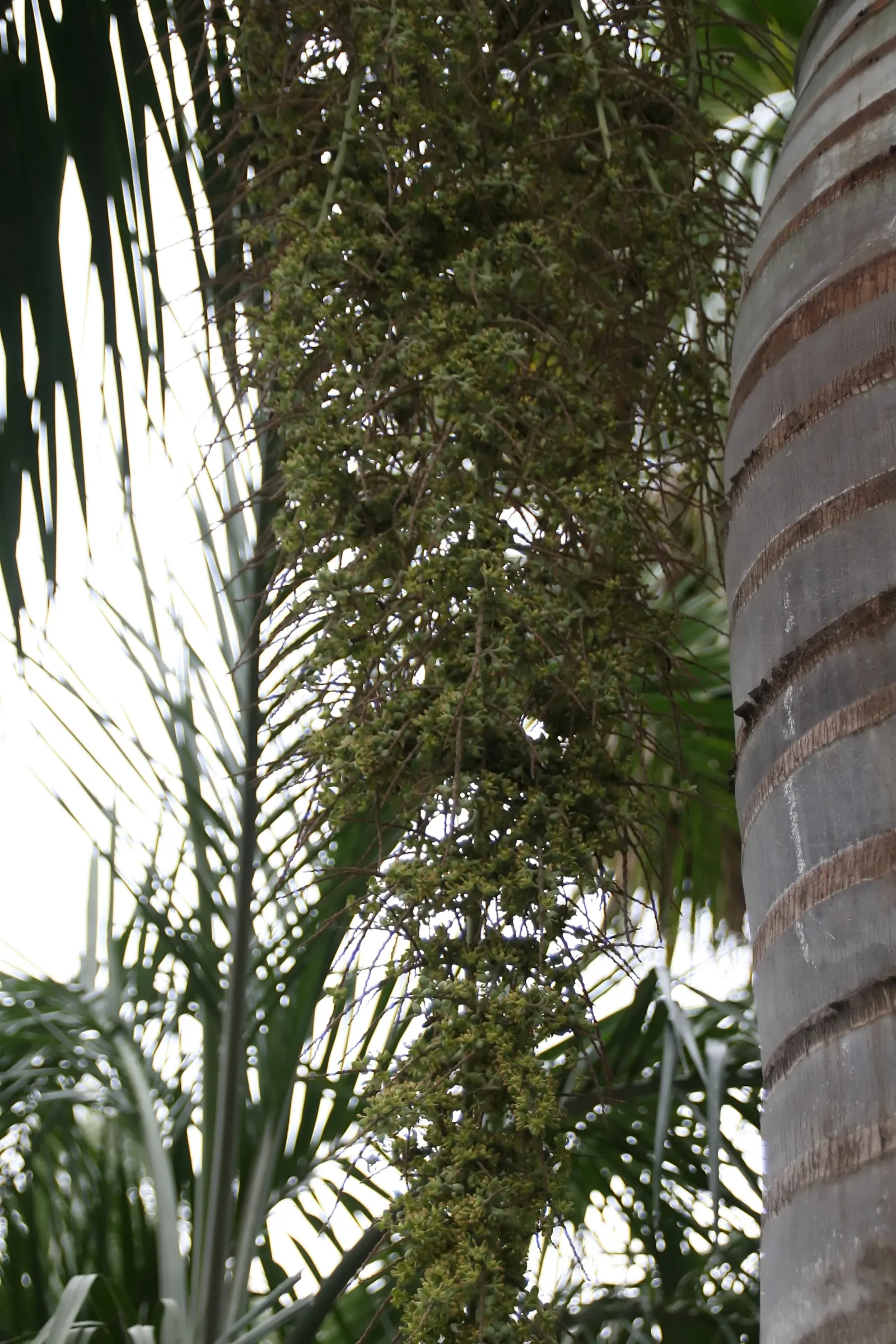 Buccaneer Palm (Pseudophoenix Sargentii) — scientifically known as Pseudophoenix sargentii; typically between 6-10 inches in diameter, image 51