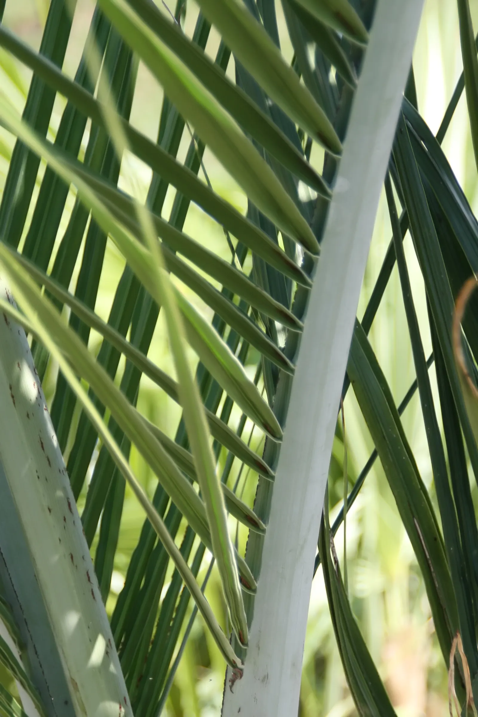 Buccaneer Palm (Pseudophoenix Sargentii) — The Buccaneer Palm (Pseudophoenix sargentii) is a striking slow-growing palm, reaching up to 15-20 feet, image 45