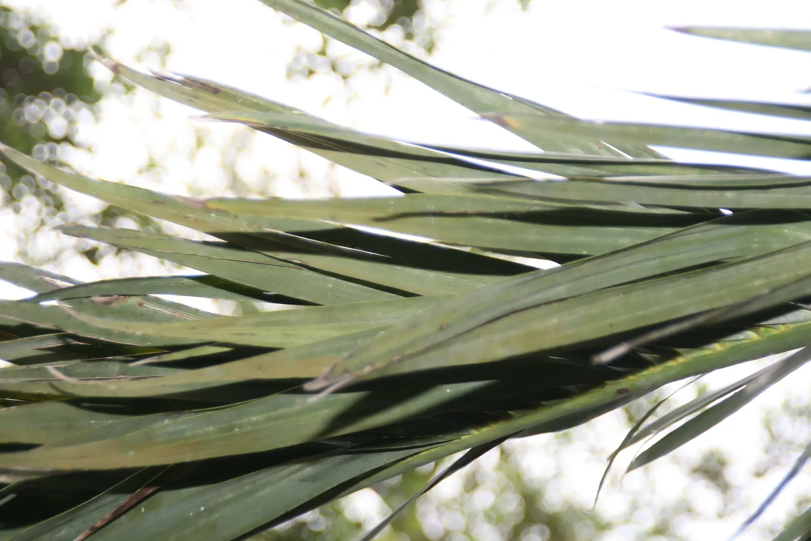 Buccaneer Palm (Pseudophoenix Sargentii) — but it typically grows at a pace of only 6 inches per year; stands out for its unique and striking appearance