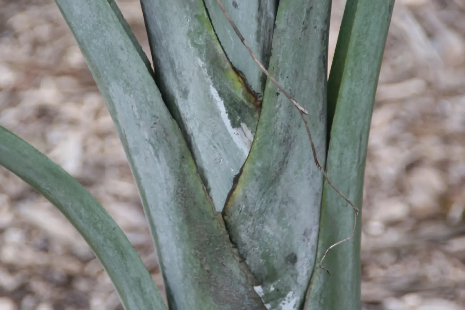 Buccaneer Palm (Pseudophoenix Sargentii) — palm for half or shade; to ensure proper placement within the landscape where it won't become overcrowded