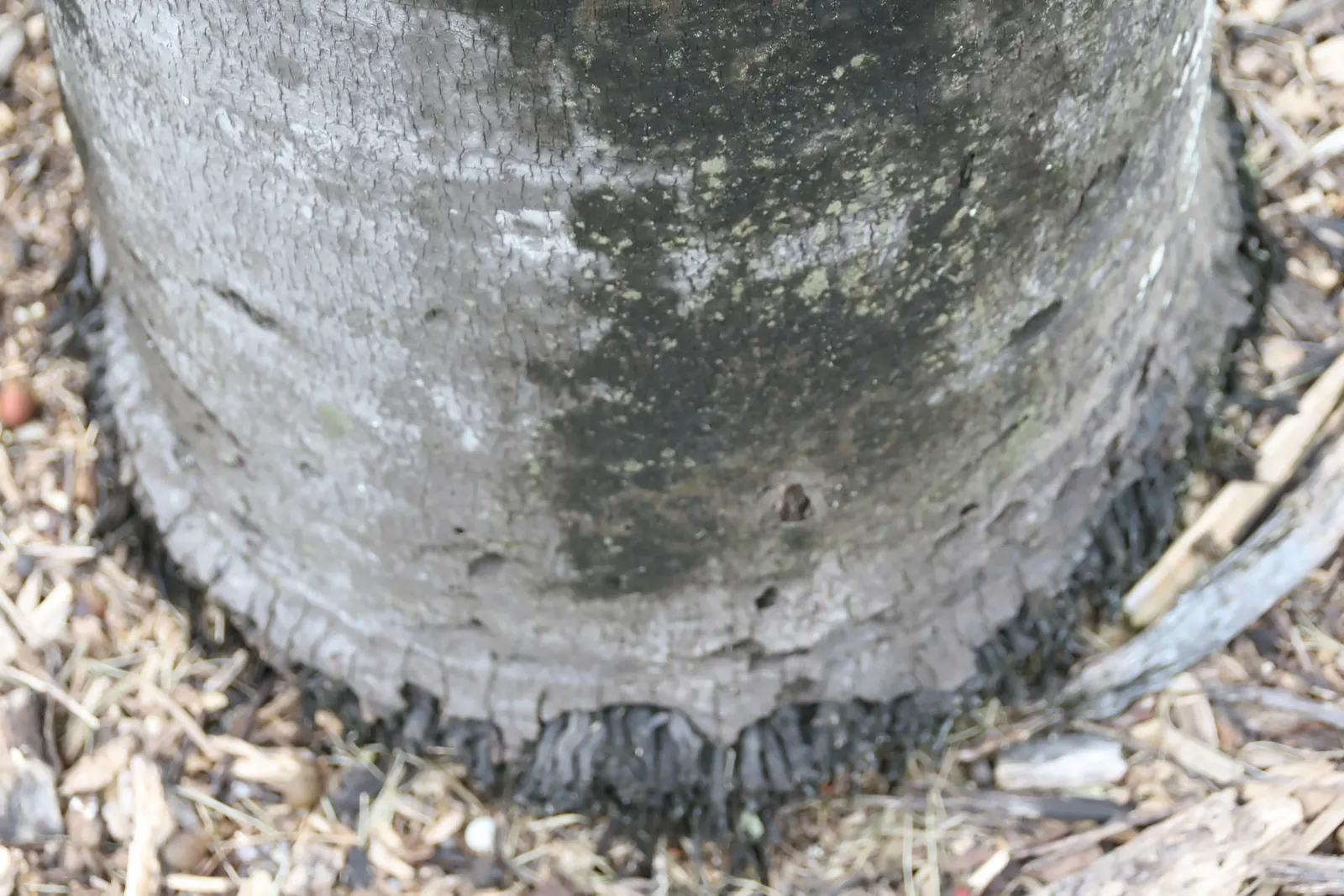Buccaneer Palm (Pseudophoenix Sargentii) — smooth gray trunk that can reach up to a foot in diameter