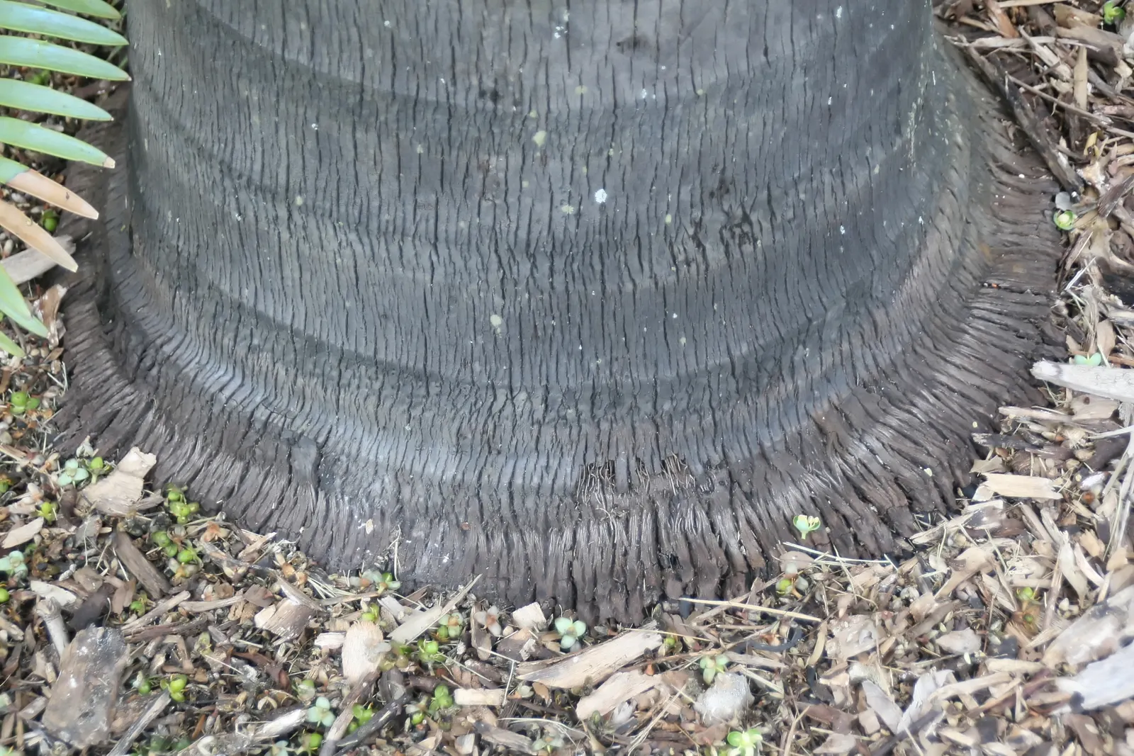 Buccaneer Palm (Pseudophoenix Sargentii) — growing to approximately 5 to 6 feet in length