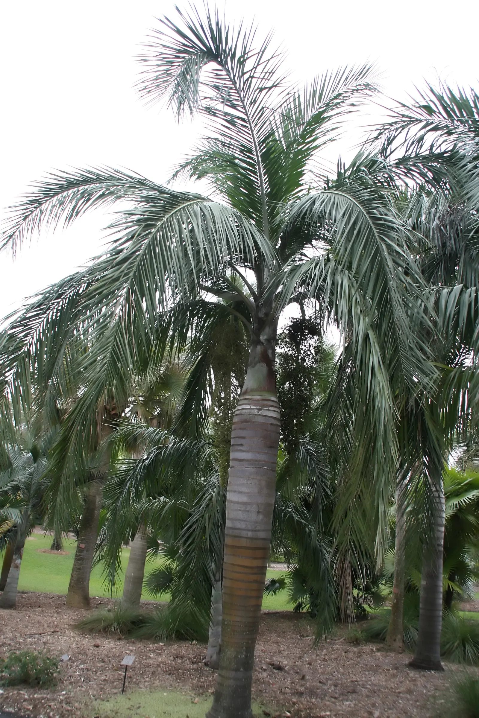 Buccaneer Palm (Pseudophoenix Sargentii) — supports a sparse crown of curved