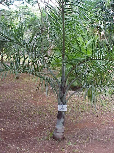 Buccaneer Palm (Pseudophoenix Sargentii) — smooth gray trunk that can reach up to a foot in diameter; thriving in full sun to partial shade, image 56